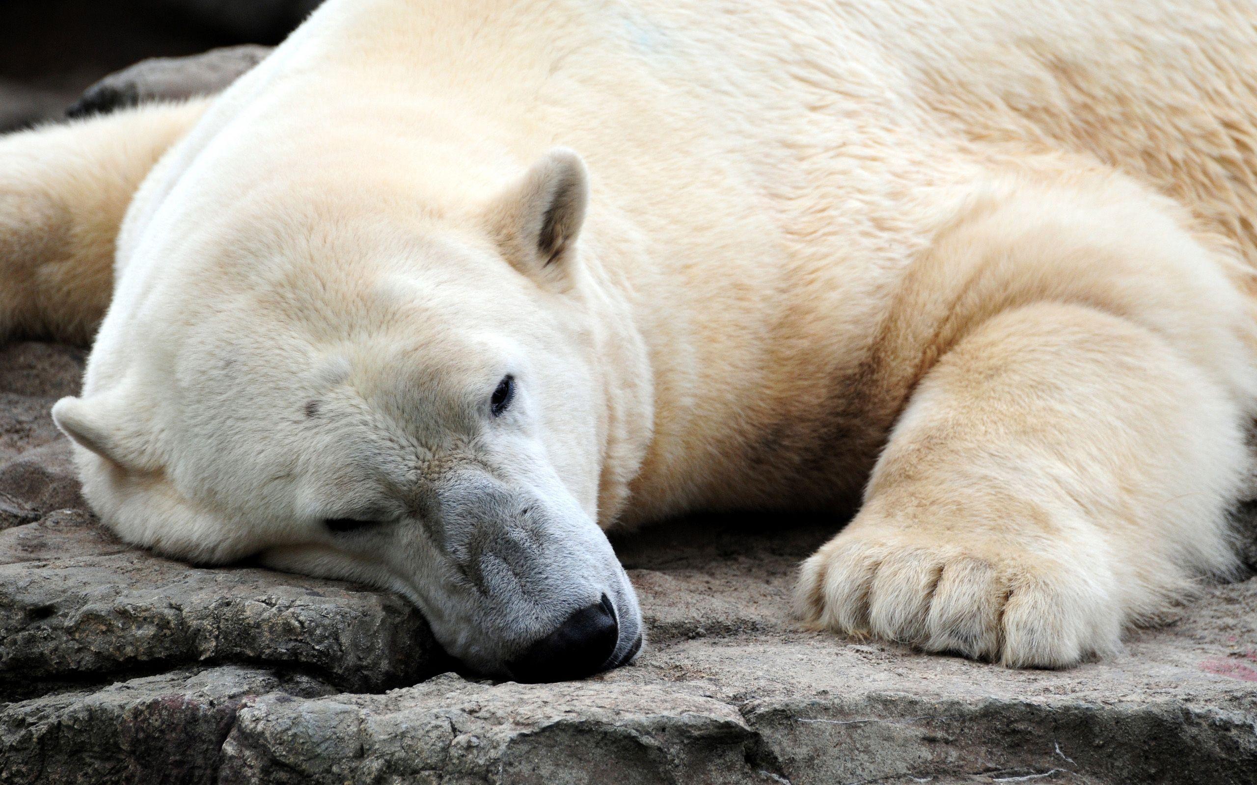 Polar Bear Full HD Wallpaper and Background Imagex1600