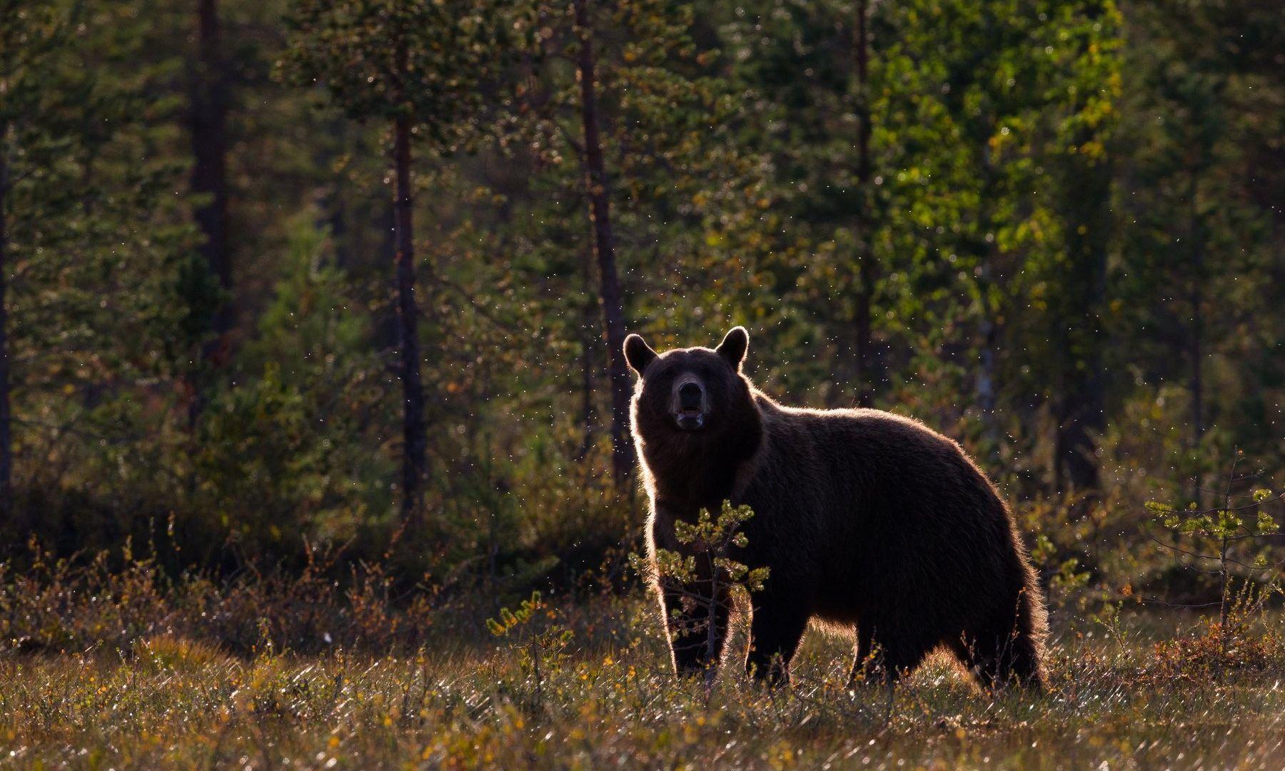 Bear Wide Wallpapers - Wallpaper Cave