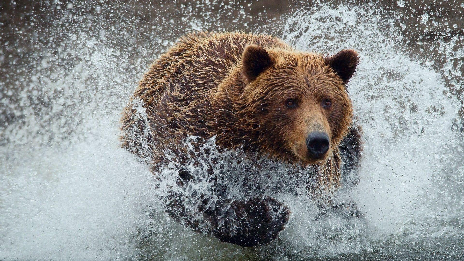 Bears: Running Splash Bear Cute Cartoon Wallpaper HD 16:9 High