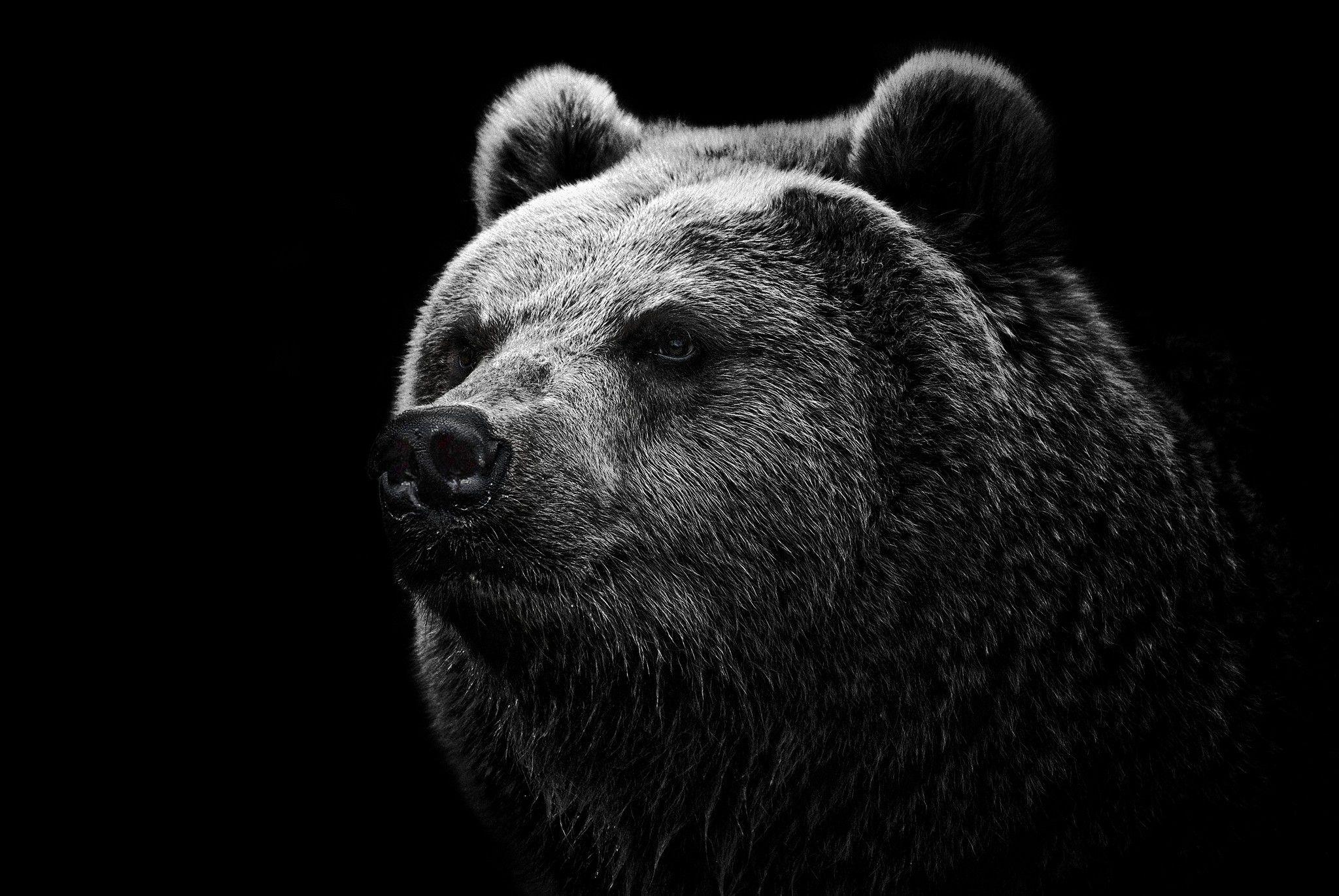 Download wallpaper 2048x1371 bear, grizzly bear, eyes, nose HD