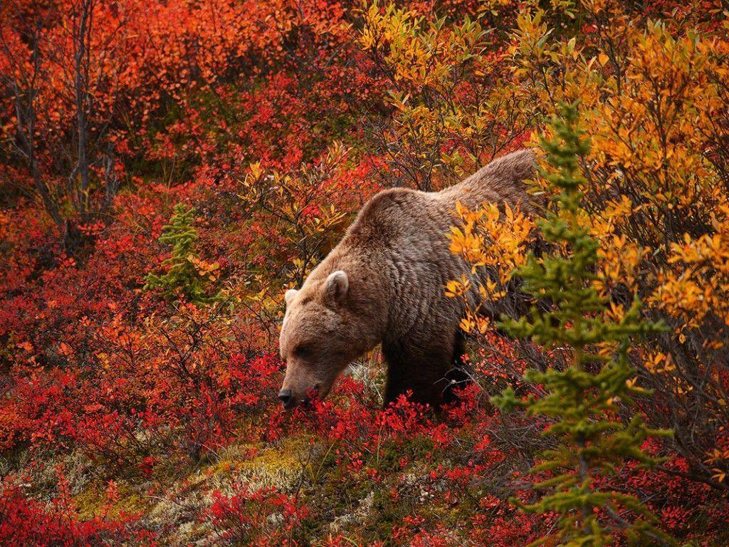 Grizzly Bear Wallpaper, 33 PC Grizzly Bear Pics in Popular