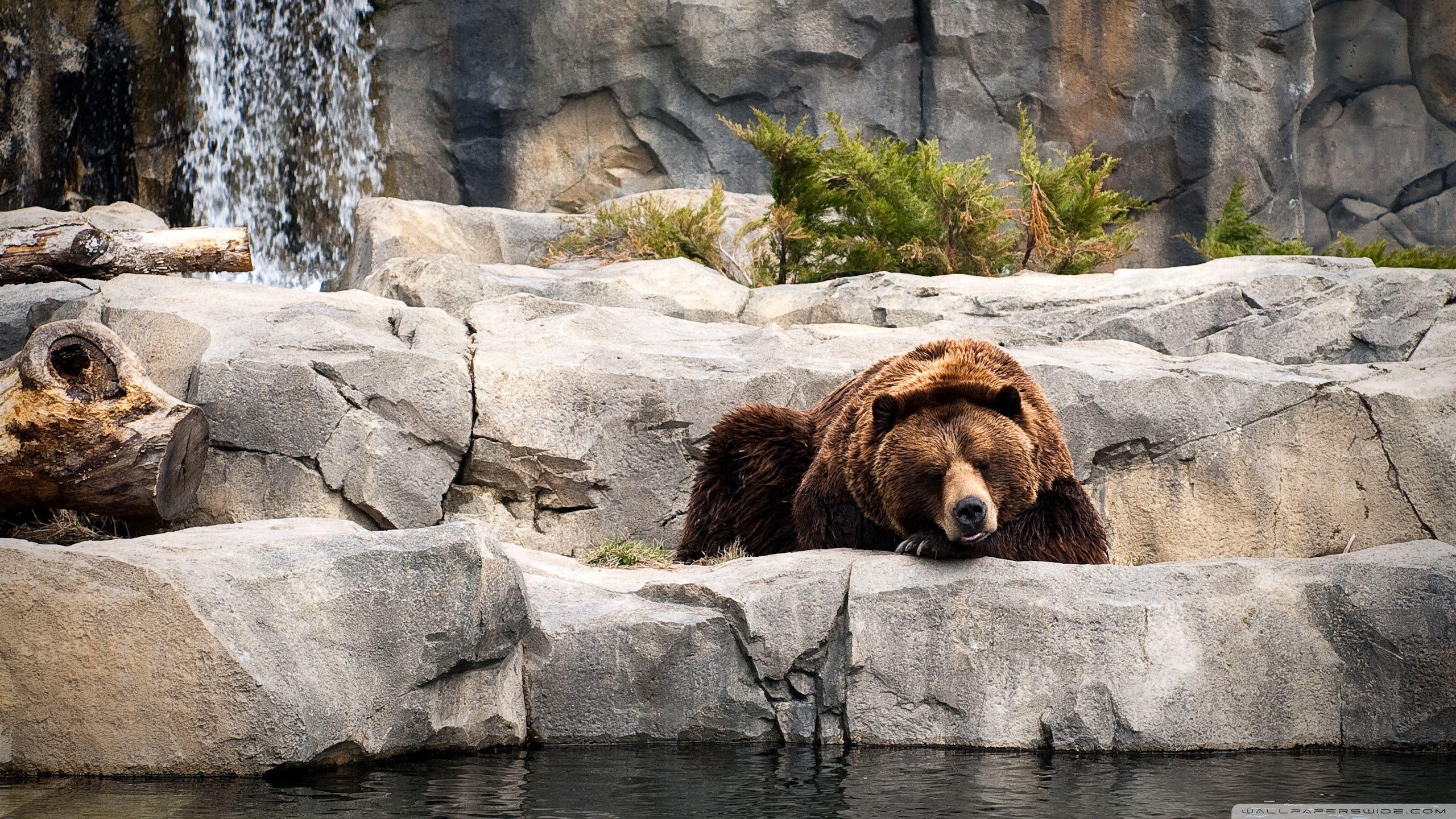 Grizzly Bear, Zoo ❤ 4K HD Desktop Wallpaper for 4K Ultra HD TV