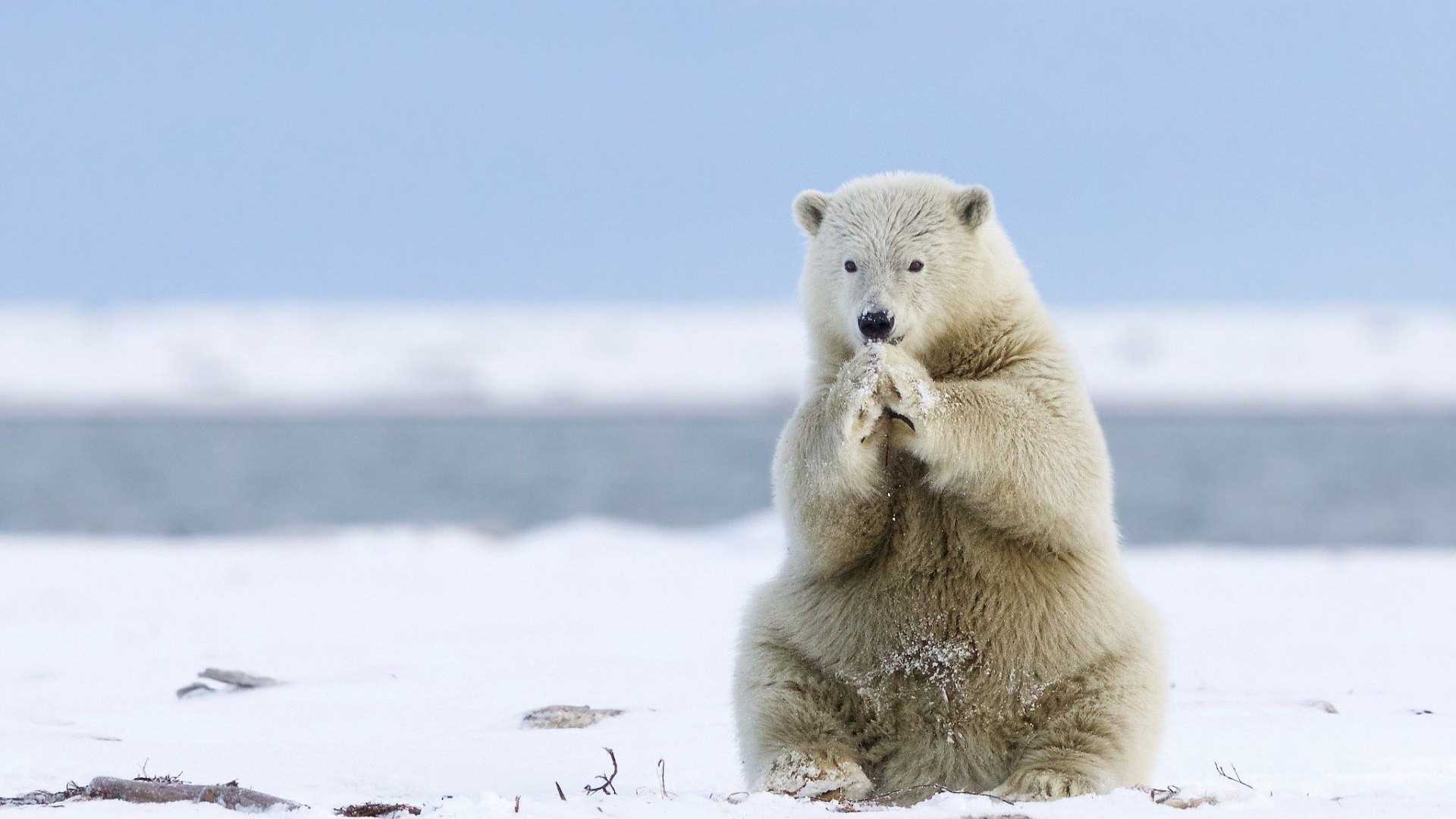 Polar Bear Wallpaper High Quality Free Download > SubWallpaper