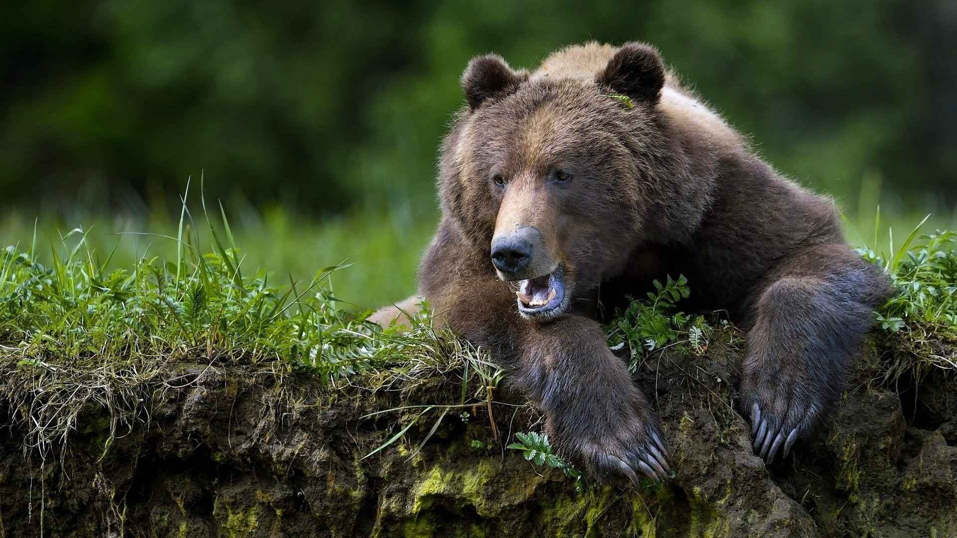 Bears wallpaper: Animals Brown Bears Kermode Bear Photo. Animals