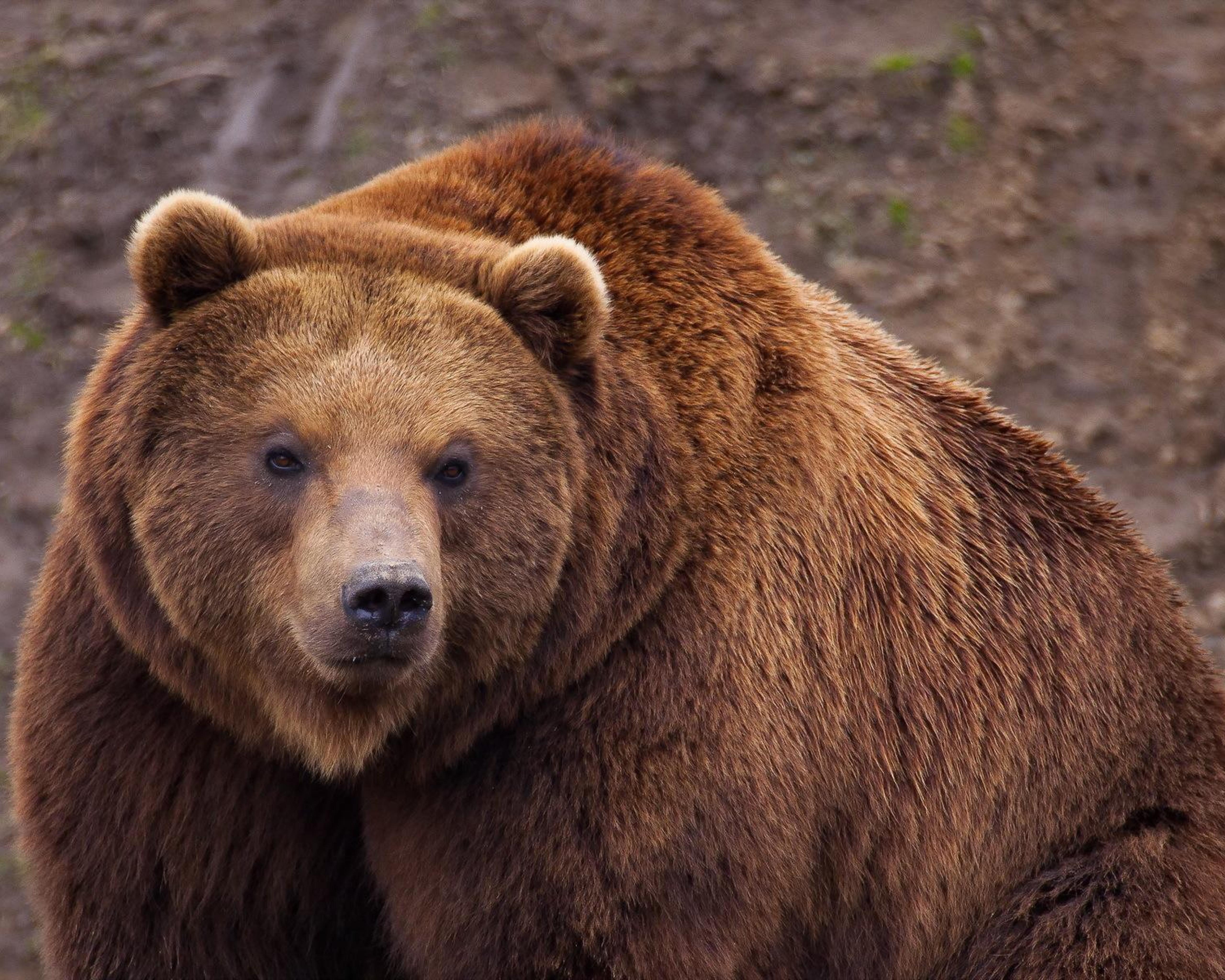 Аю дж. Дальневосточный бурый медведь. Кадьяк (медведь). Медведь Гризли. Дальневосточный бурый медведь фото.