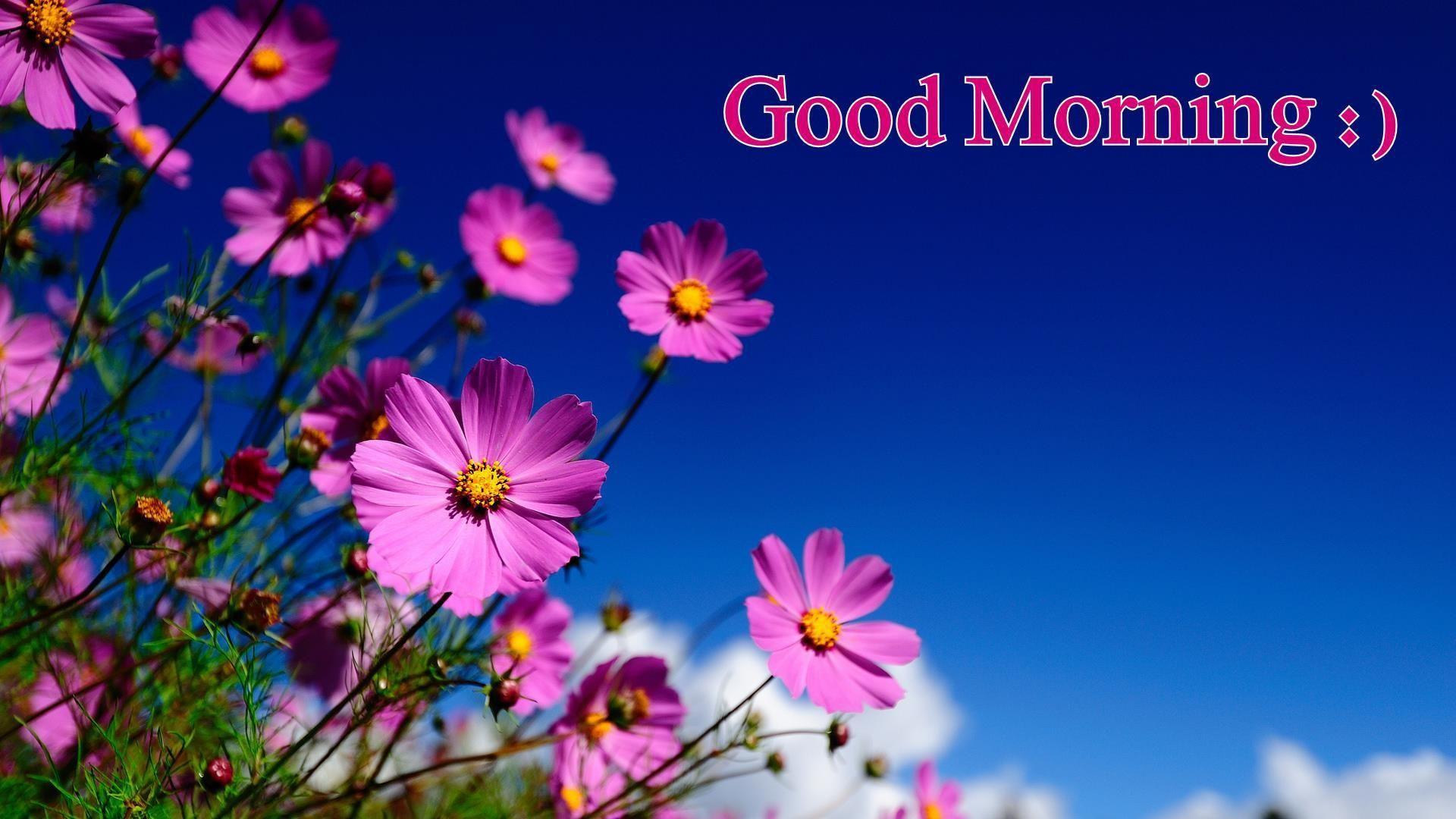 good- morning- friend- wallpaper- HD. wallpaper