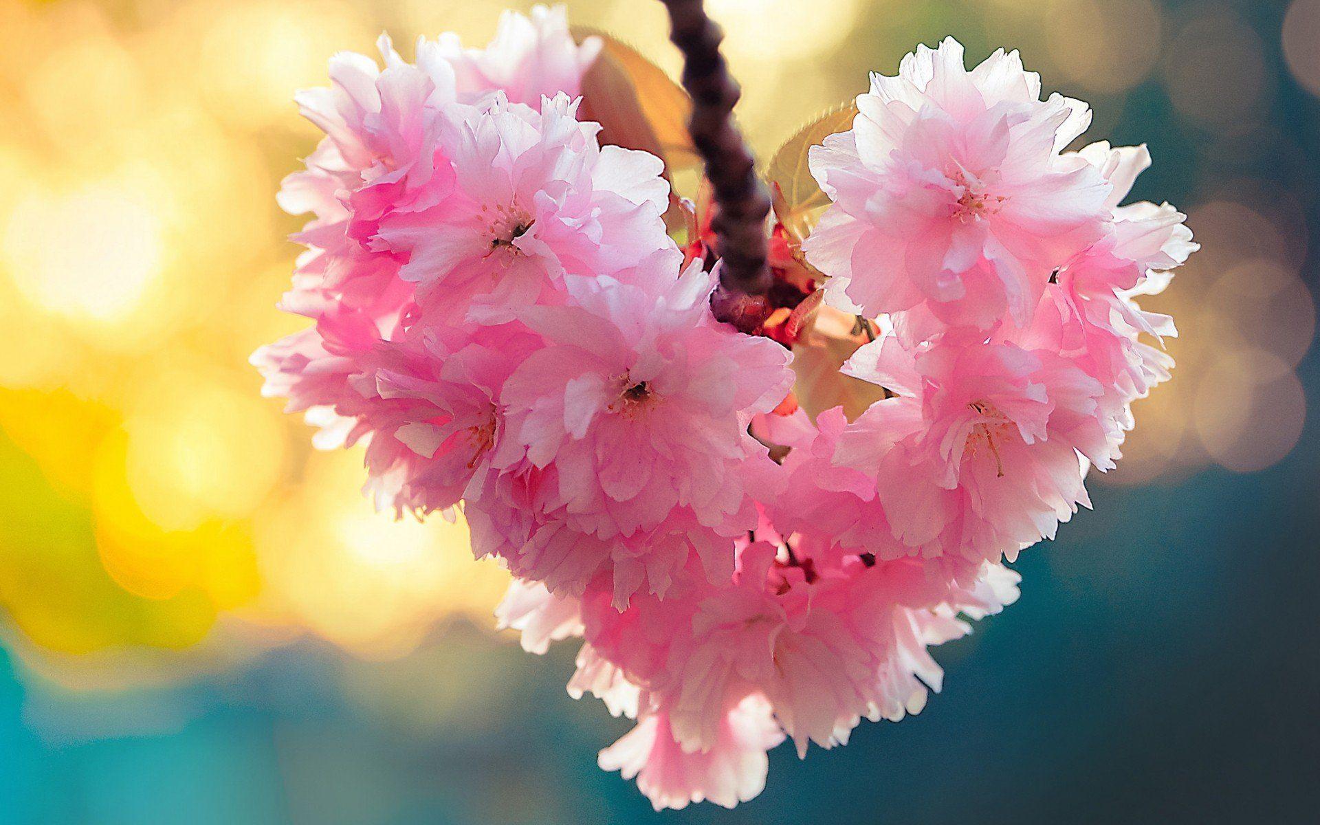 Heart bloom love heart flowers nature spring wallpaperx1200