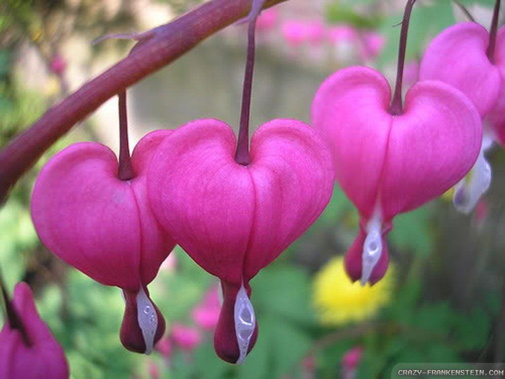 pink bleeding heart flower image wallpaper Wallpaper. Flowers