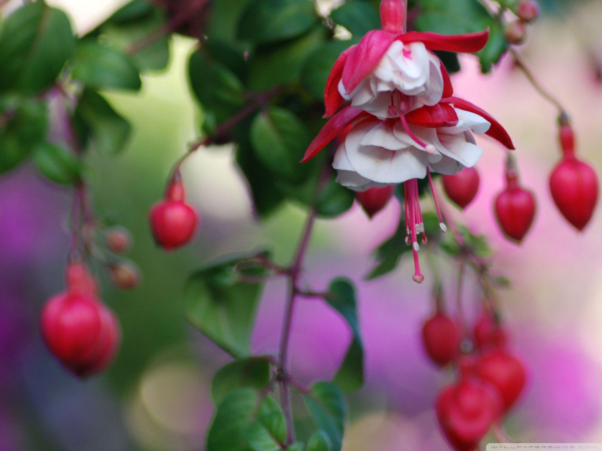 Heart Flowers ❤ 4K HD Desktop Wallpaper for 4K Ultra HD TV • Dual