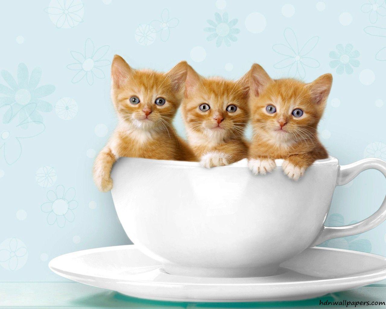Kittens HD desktop wallpaper, Widescreen, High Definition 1280×1024 Kittens Wallpaper (61 Wallpaper). Adorable Wallpap. Teacup kitten, Kittens cutest, Kittens