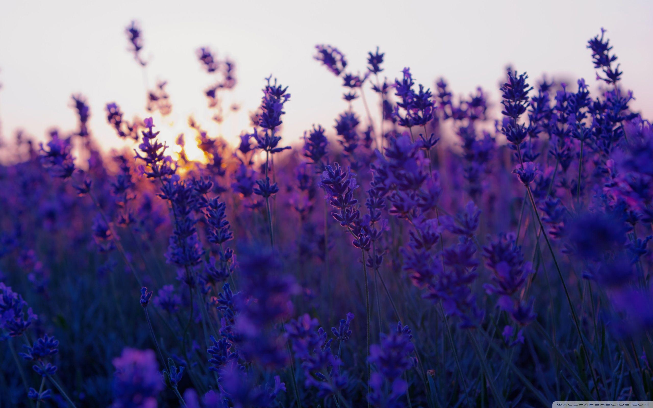Lavender Field And Sunset Ultra HD Desktop Background Wallpaper