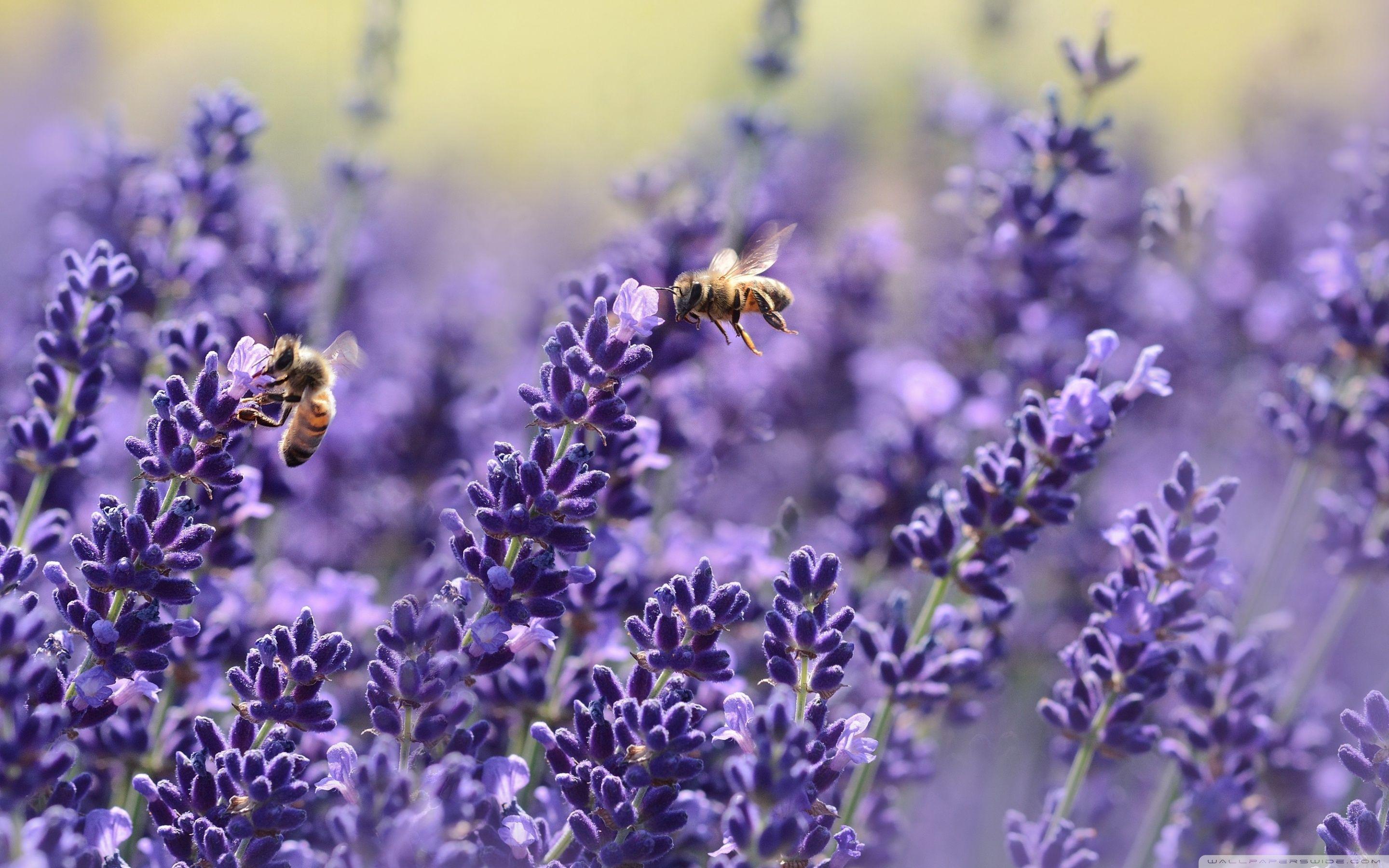 Lavender Bees ❤ 4K HD Desktop Wallpaper for 4K Ultra HD TV • Wide