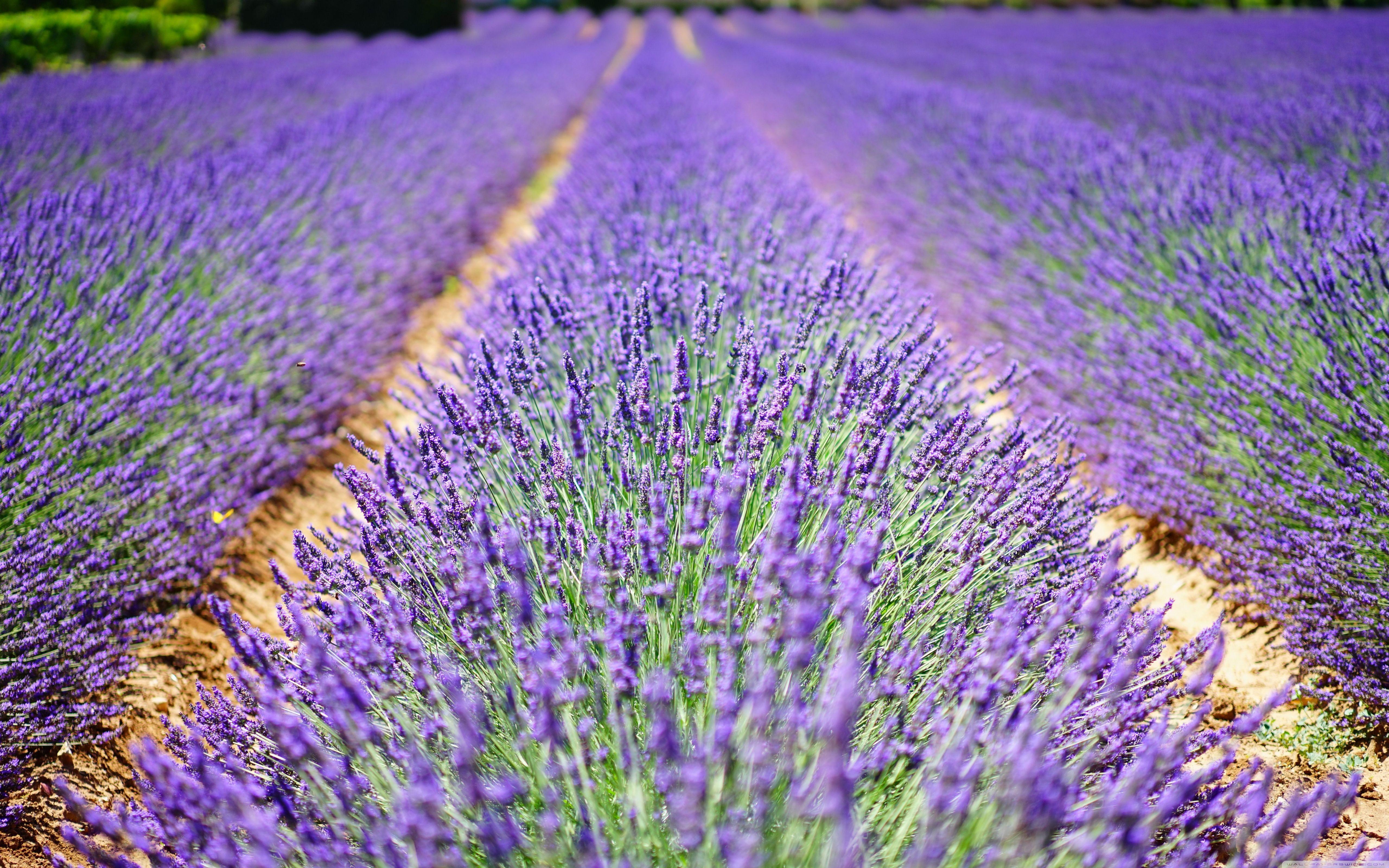 Beautiful Lavender Flowers ❤ 4K HD Desktop Wallpaper for 4K Ultra