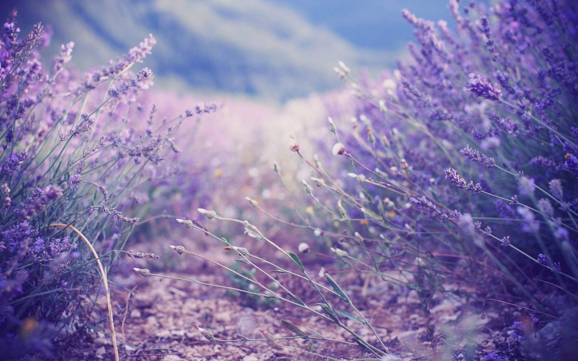 Lavender Wallpaper, Live Lavender Pics, PC, T4.Themes Wallpaper