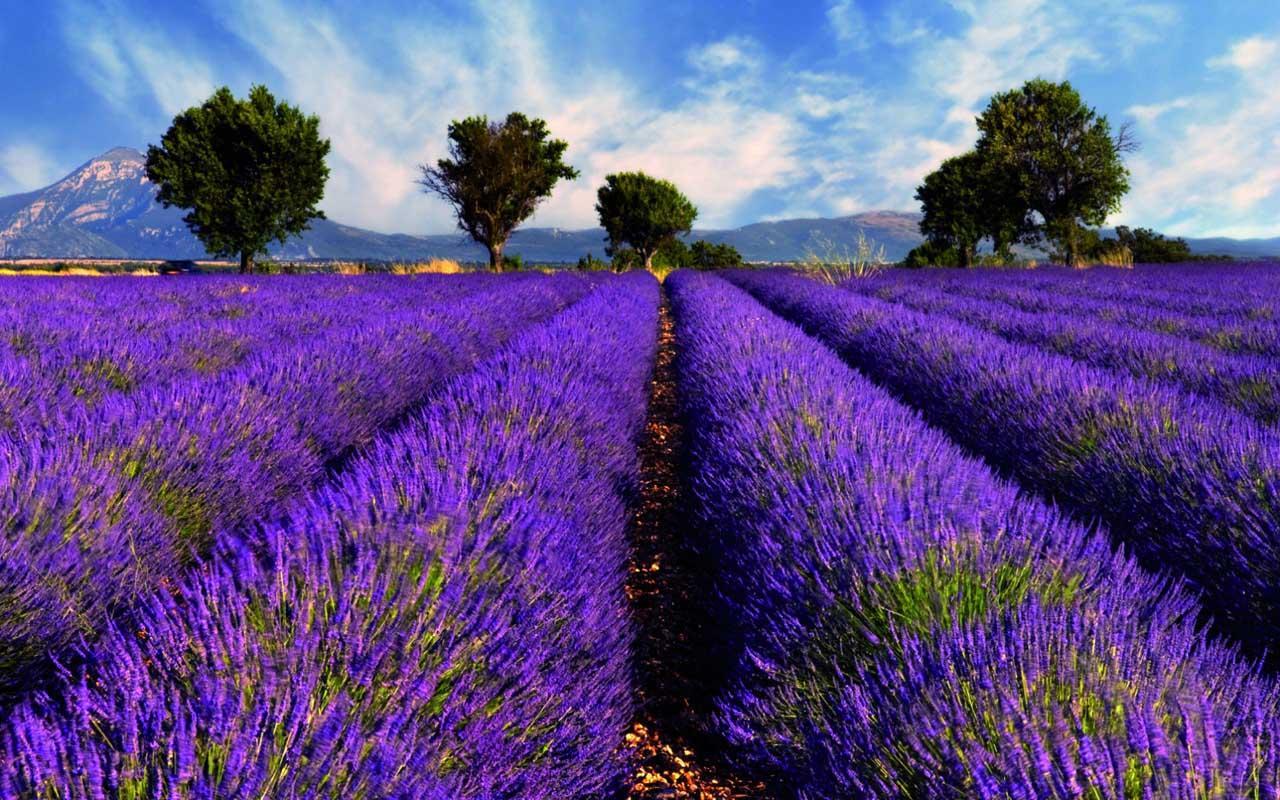 MX 73 Lavender Wallpaper, Lavender Adorable Desktop Photo For Free