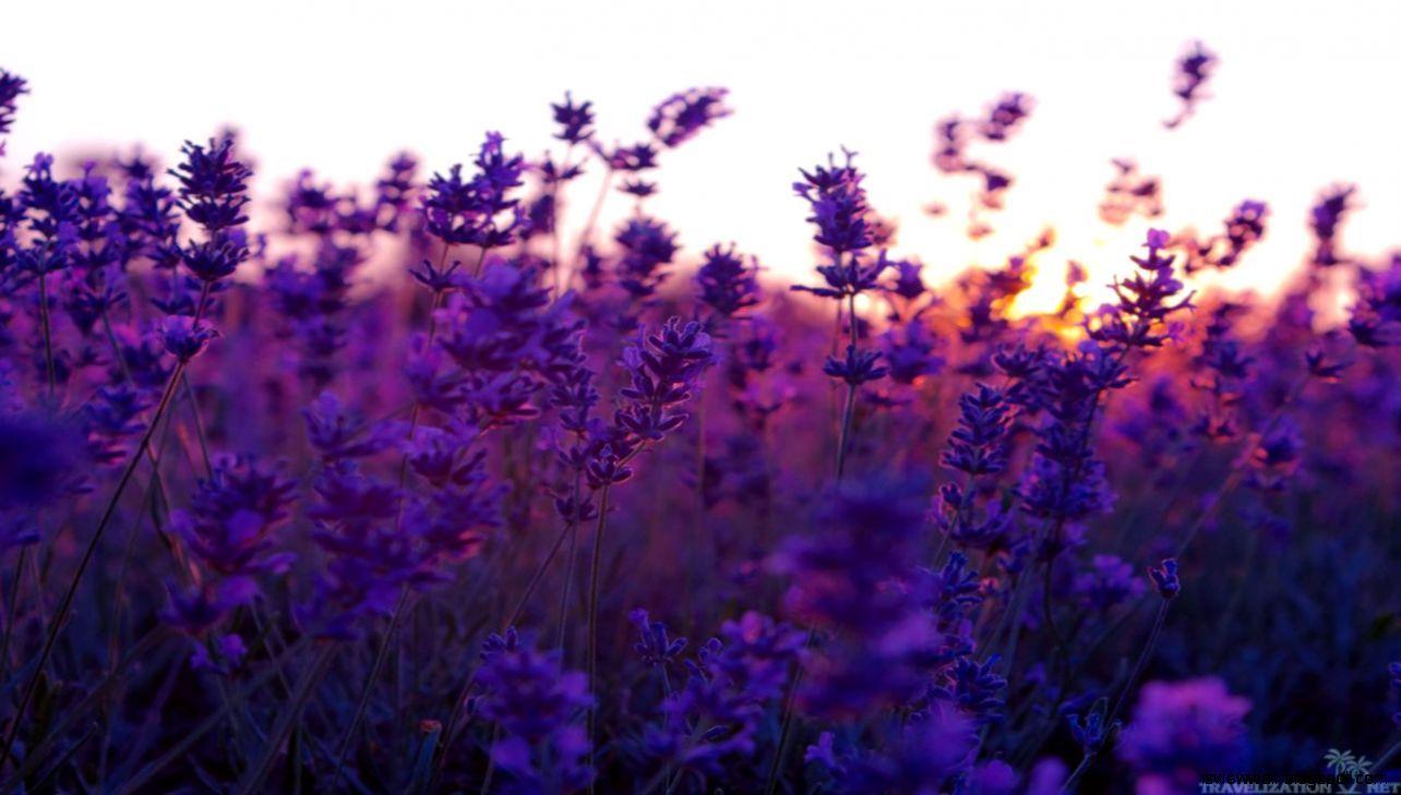 Lavender Wallpaper
