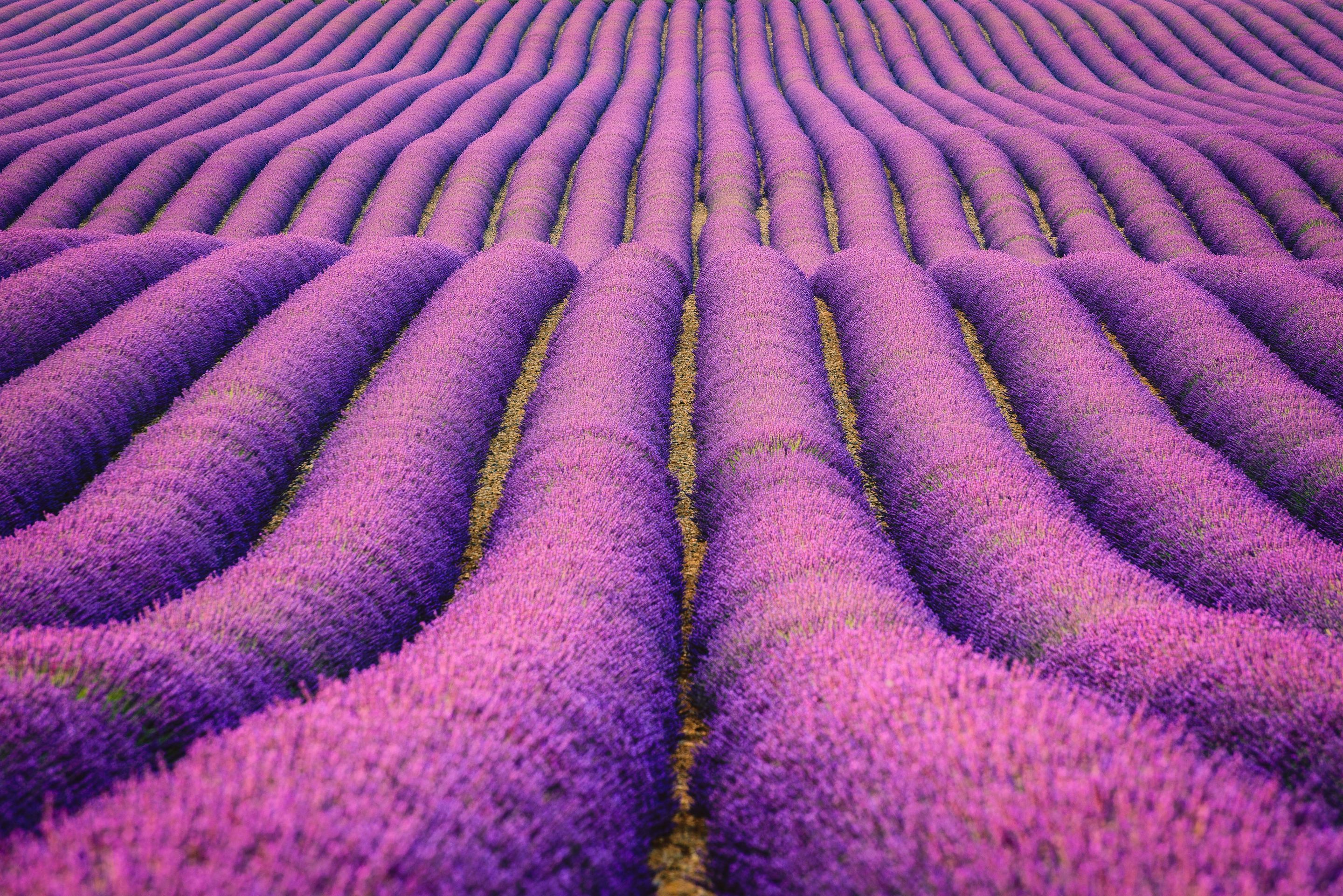 Wallpaper Lavender fields, Purple, Farm, HD, Nature