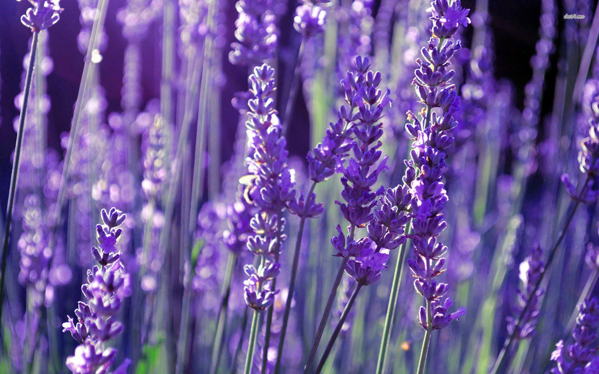 download lavender fields wallpaper gallery on lavender wallpaper