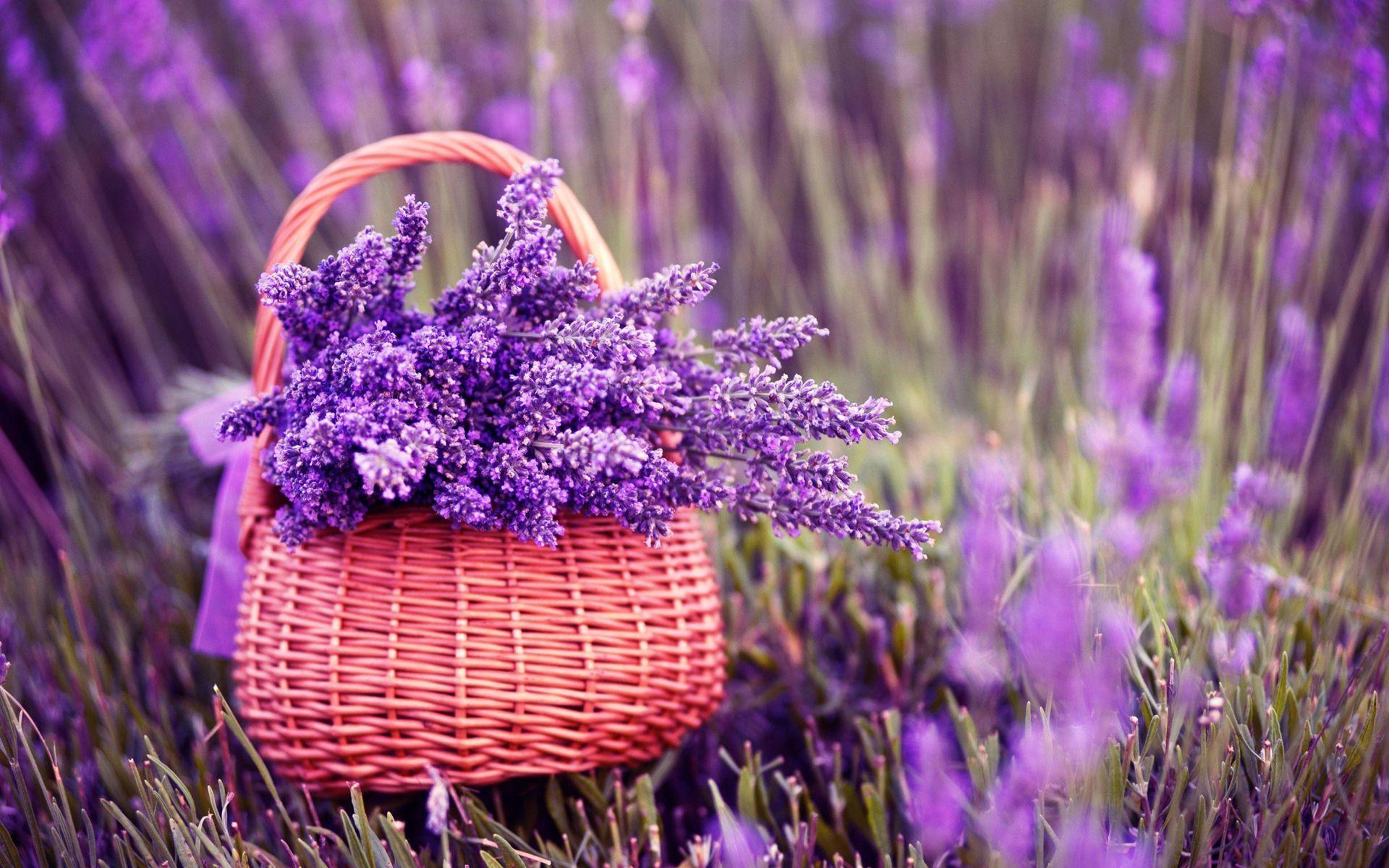 Purple Lavender Flowers In Basket Image. HD Wallpaper Image