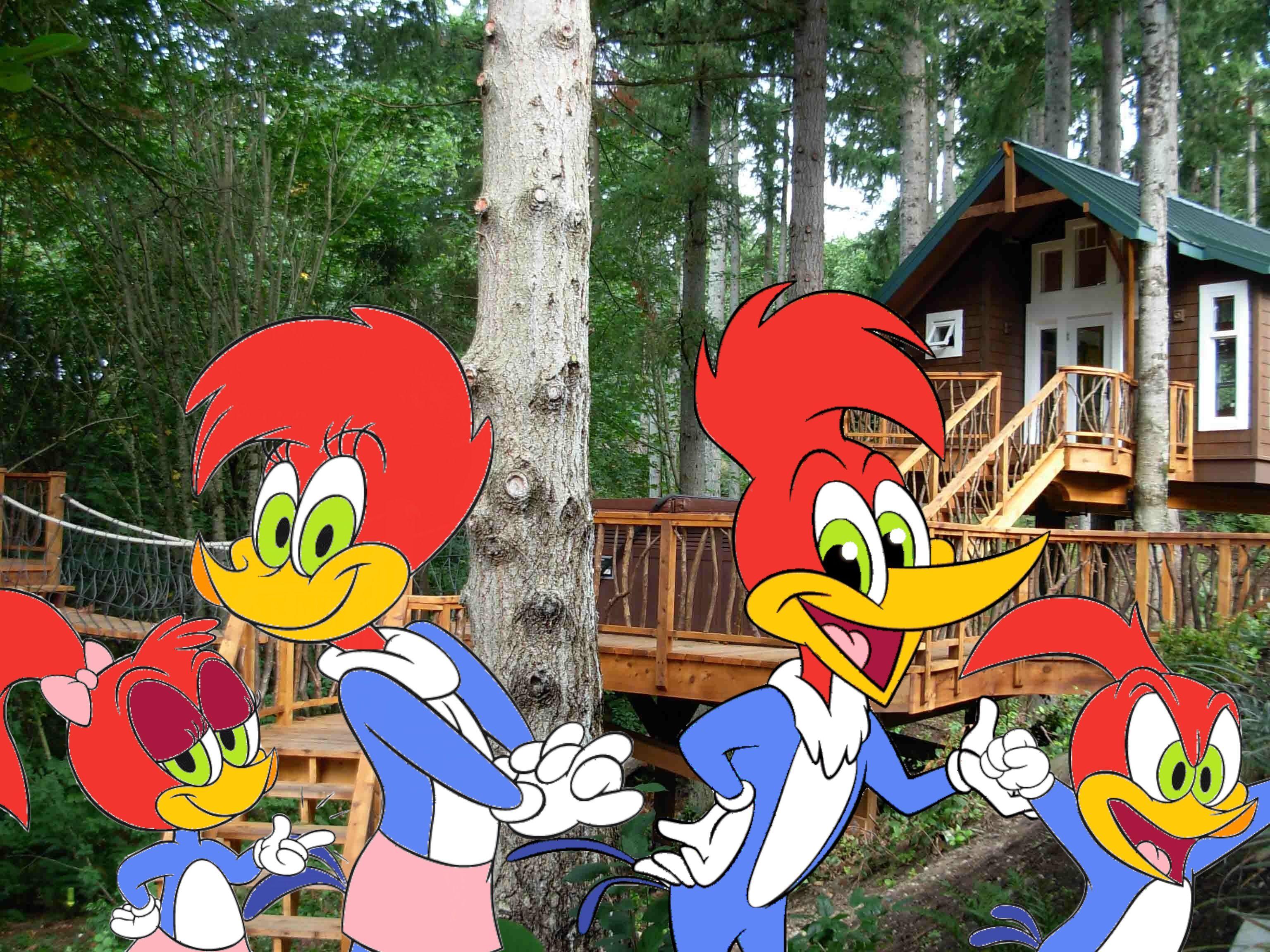 woody woodpecker Full HD Wallpaper and Background Imagex2304