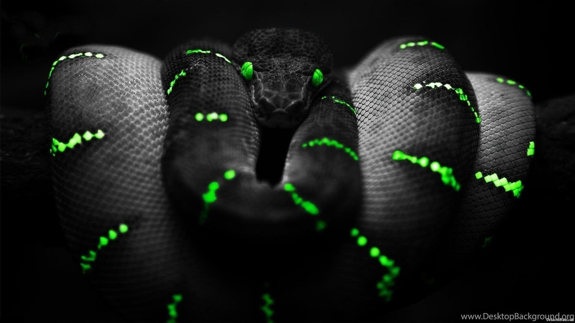Razer Snake Wallpaper Desktop Background