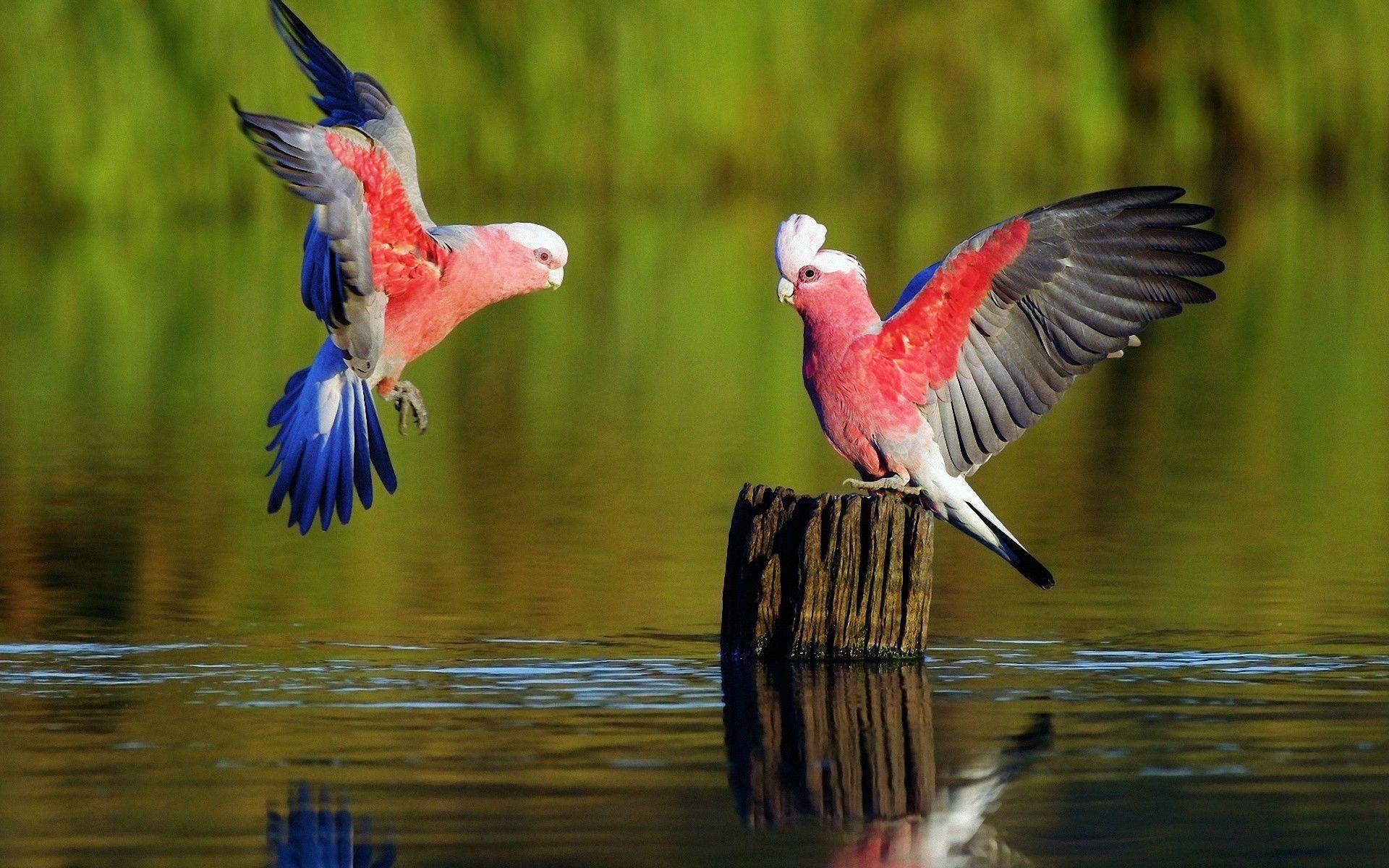 Download HD Wallpaper Bird Parrot Image Desktop Background Abyss