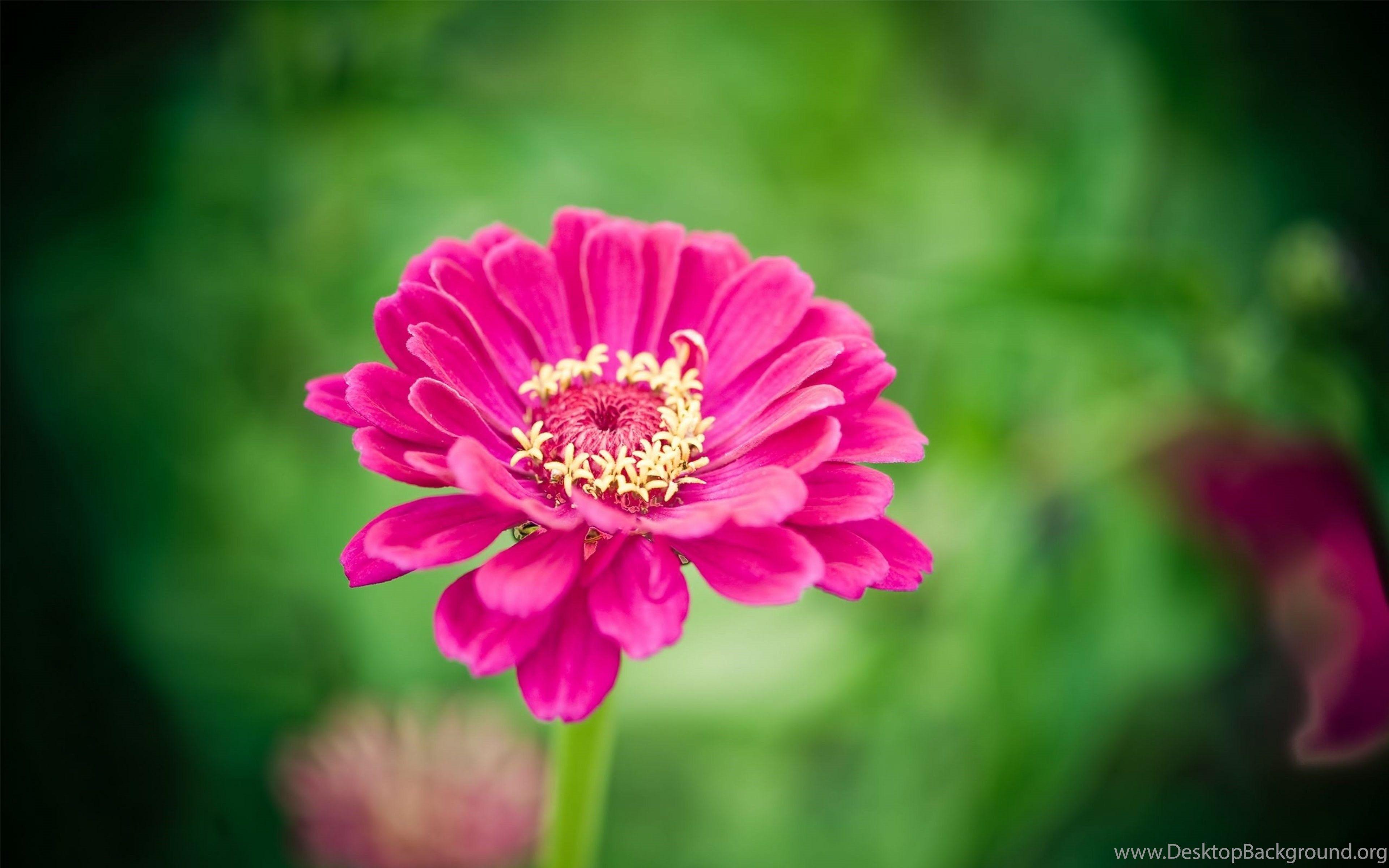 271600 a single red aster flower on large pebbles, beautiful flower on  pebbles, Huawei Mate 30 wallpaper 1080p, 1080x2340 - Rare Gallery HD  Wallpapers