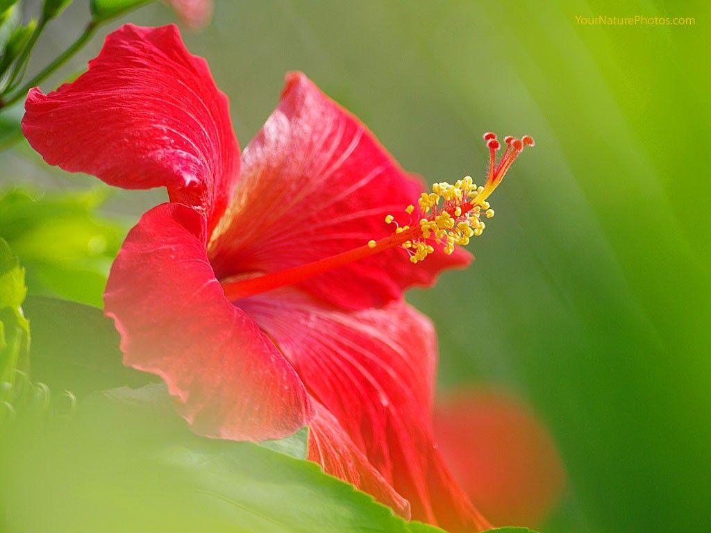 Flowers: Delicate Red Hibiscus Single Flower Free Desktop Background