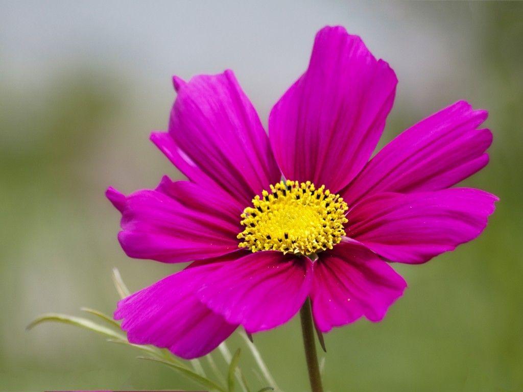 Flower: One Single Flower Pink Petals Blooms Kosmeya Wallpaper High