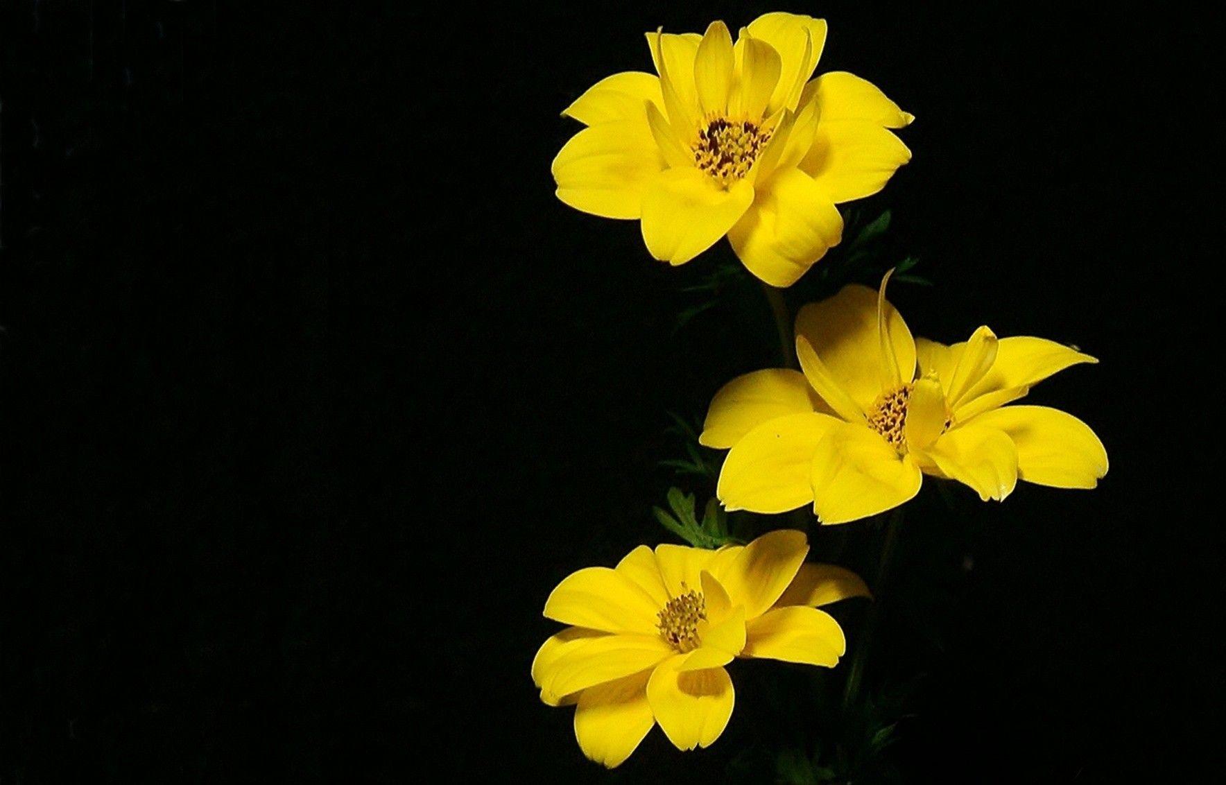 Flower Flowers Nature Three Yellow Desktop Wallpaper Single Flower