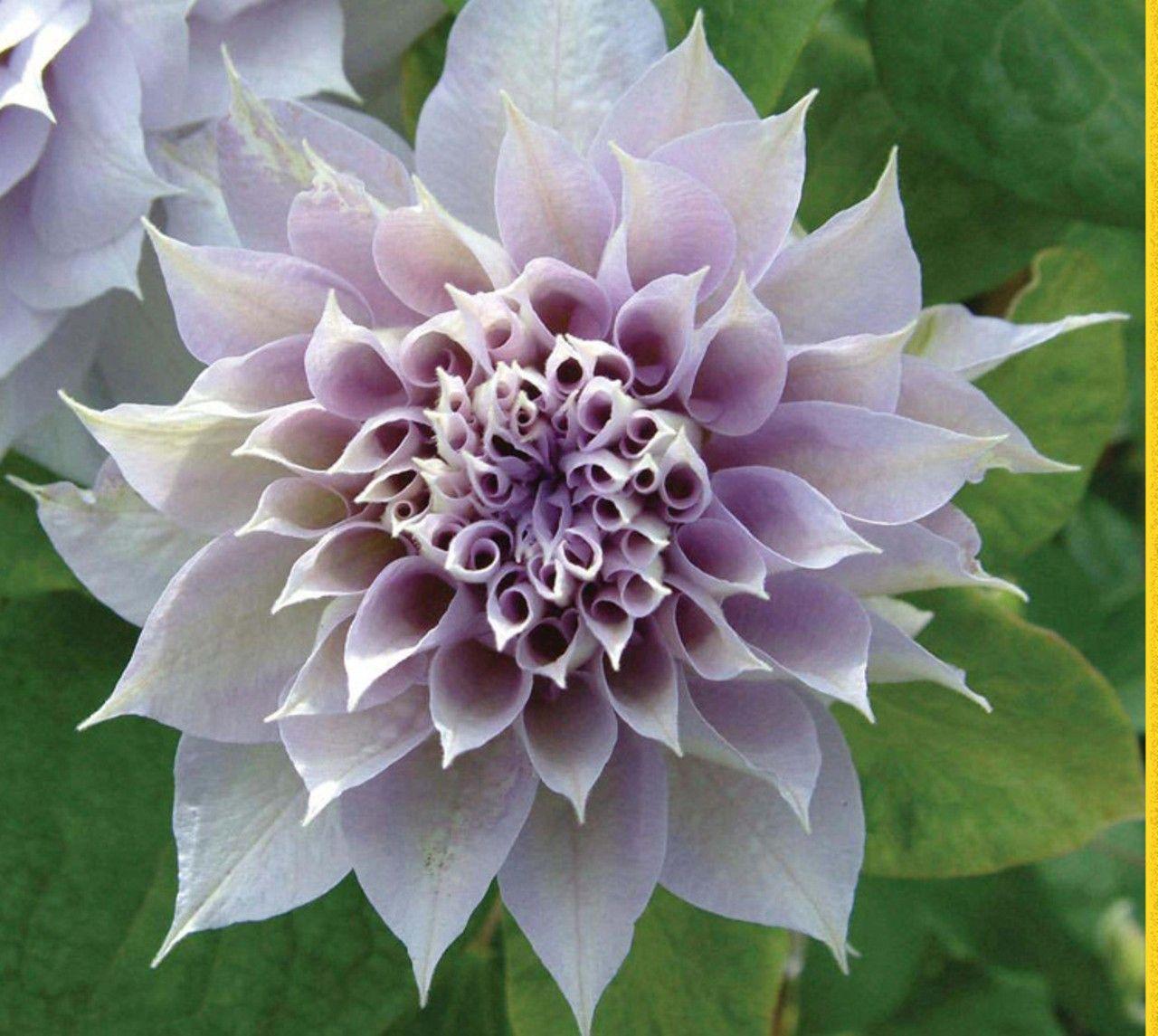 Flowers: Nature Flowers Clematis Petals Dance Smile Purple Single