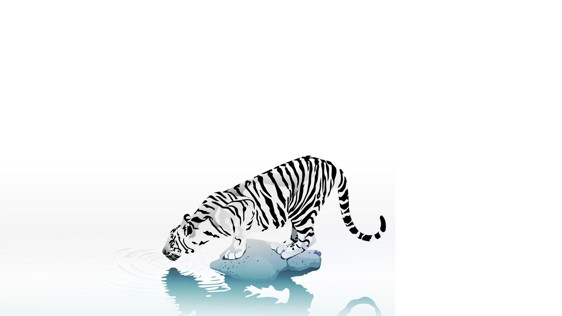 minimalistic, tigers, white tiger, white background wallpaper