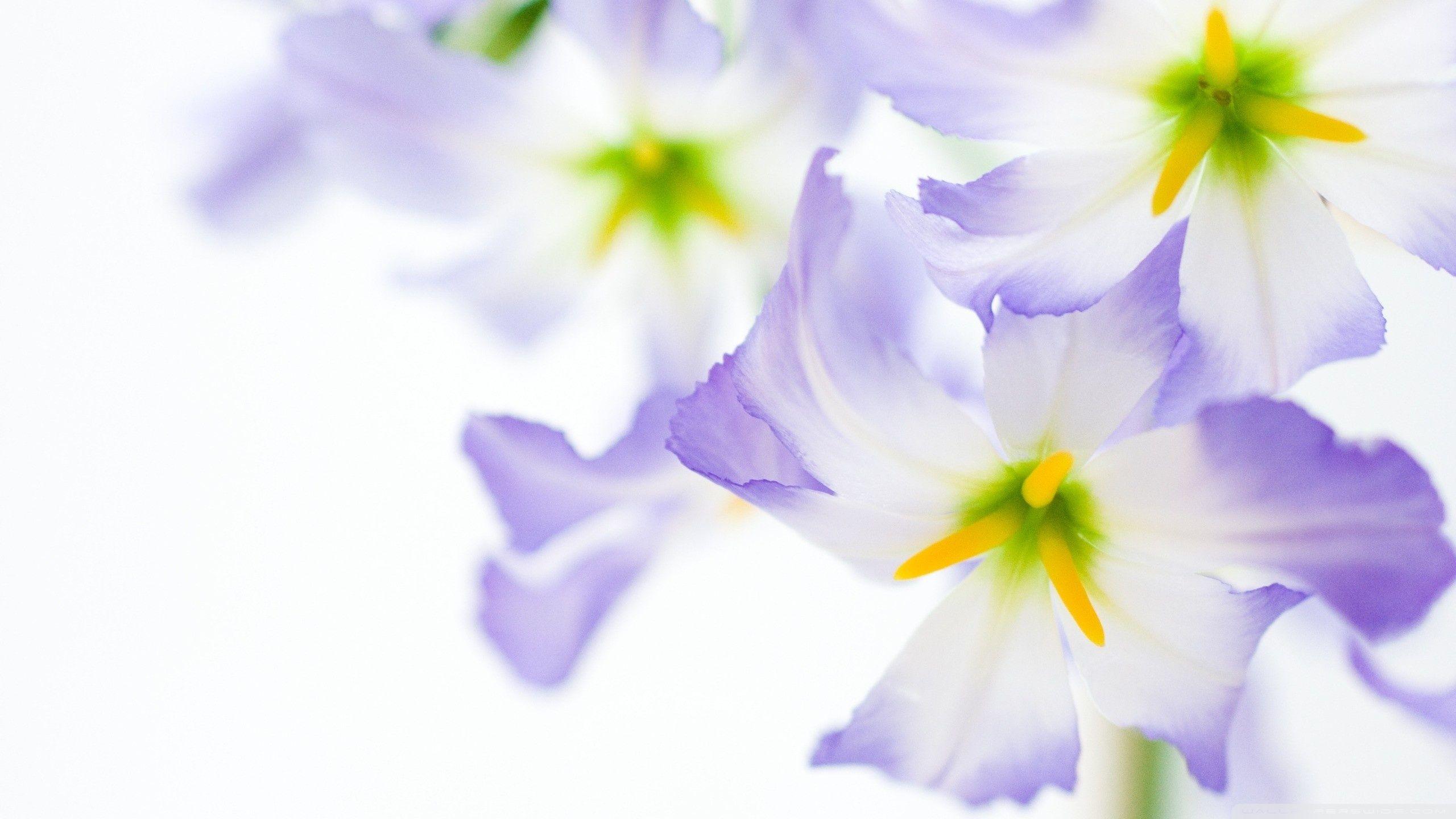 Flowers On White Background ❤ 4K HD Desktop Wallpaper for 4K Ultra
