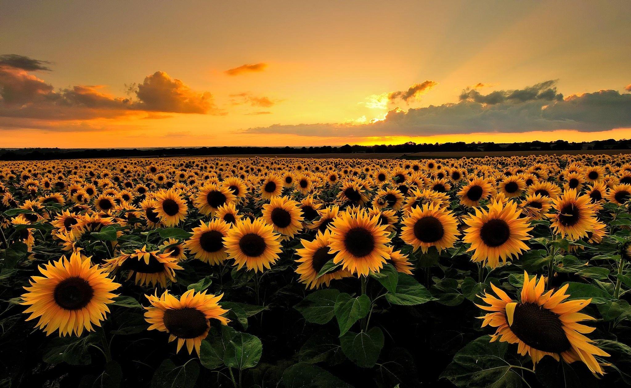 Flowers Sunflowers Clouds Sunset Field Nature Wallpaper Desktop Full