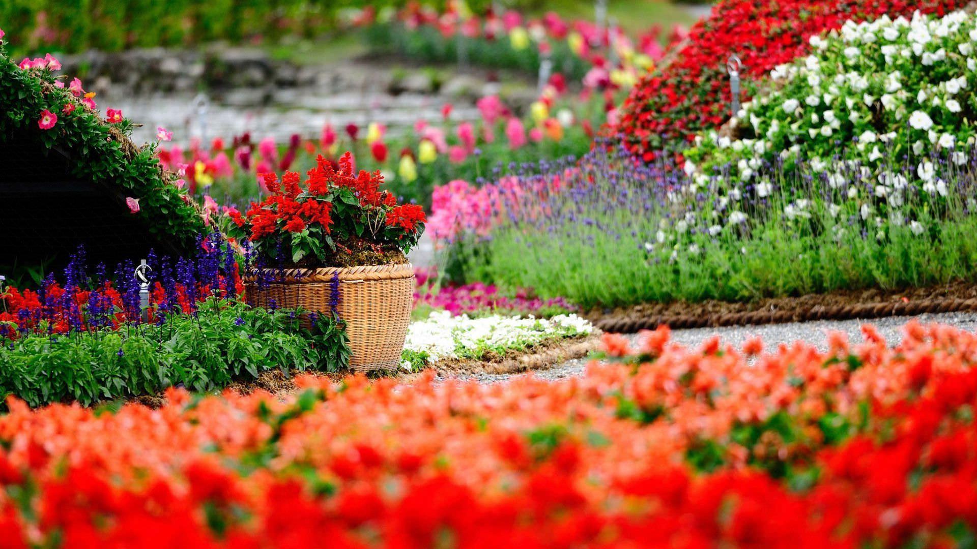 Unbelievable Background Red Flowers HD New With Wallpaper Full Of