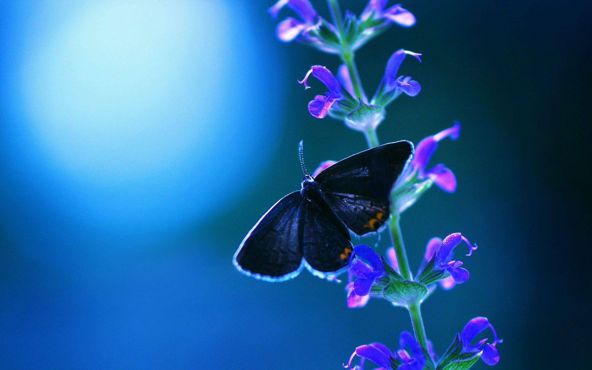 Cool night and blue butterfly and flowers wallpaper. HD Wallpaper