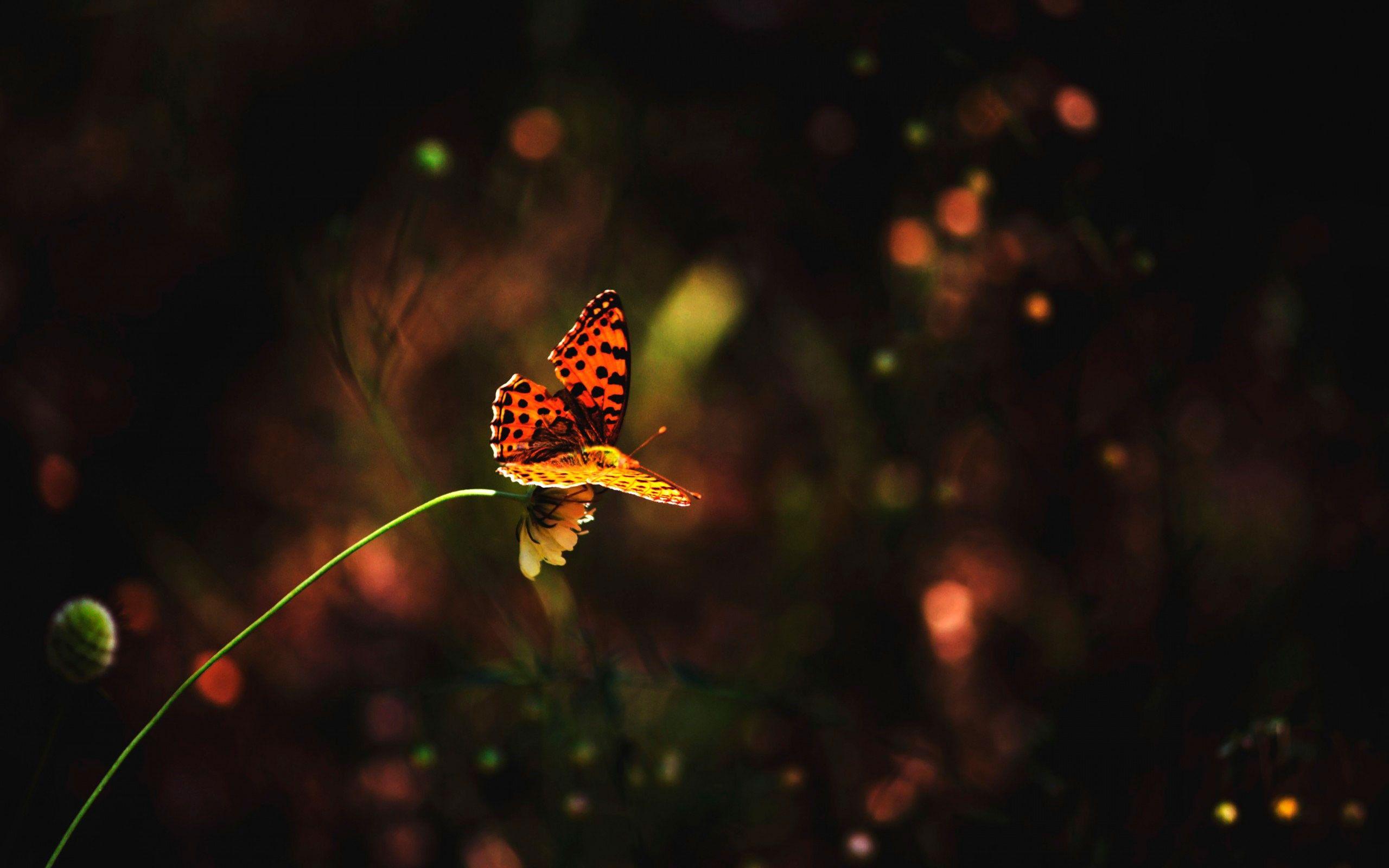 Butterflies Night Butterfly Flower Colorful Red Photo Free