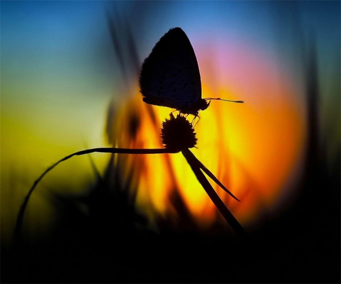 Butterflies: Glow Night Butterfly Shadow Yellow Silhouette Colorful