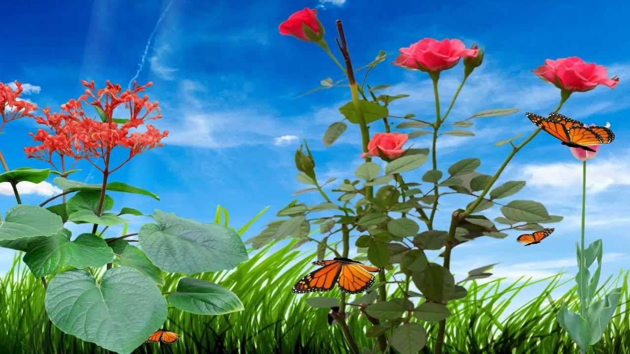 Morning Flower Animated Wallpaper