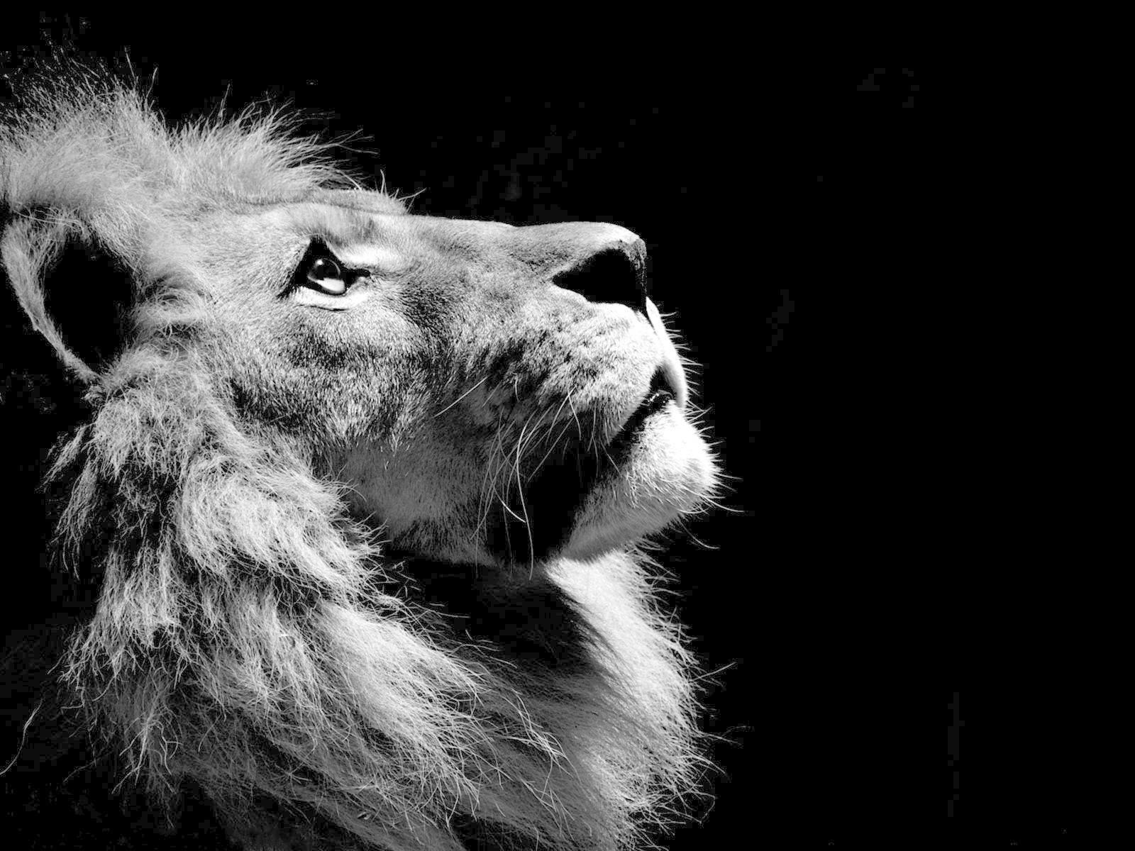 Lion Wallpaper Black And White Iphone - Majestic Lion Portrait iPhone 5