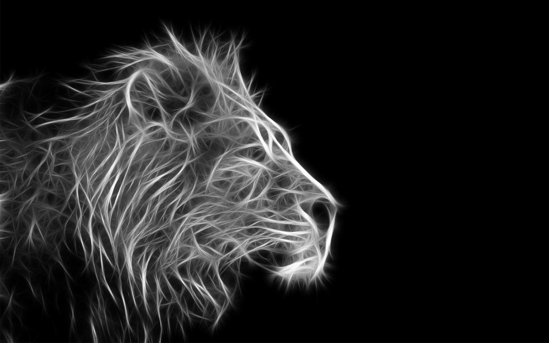 lion wallpaper black and white wallpaper photo HD lion