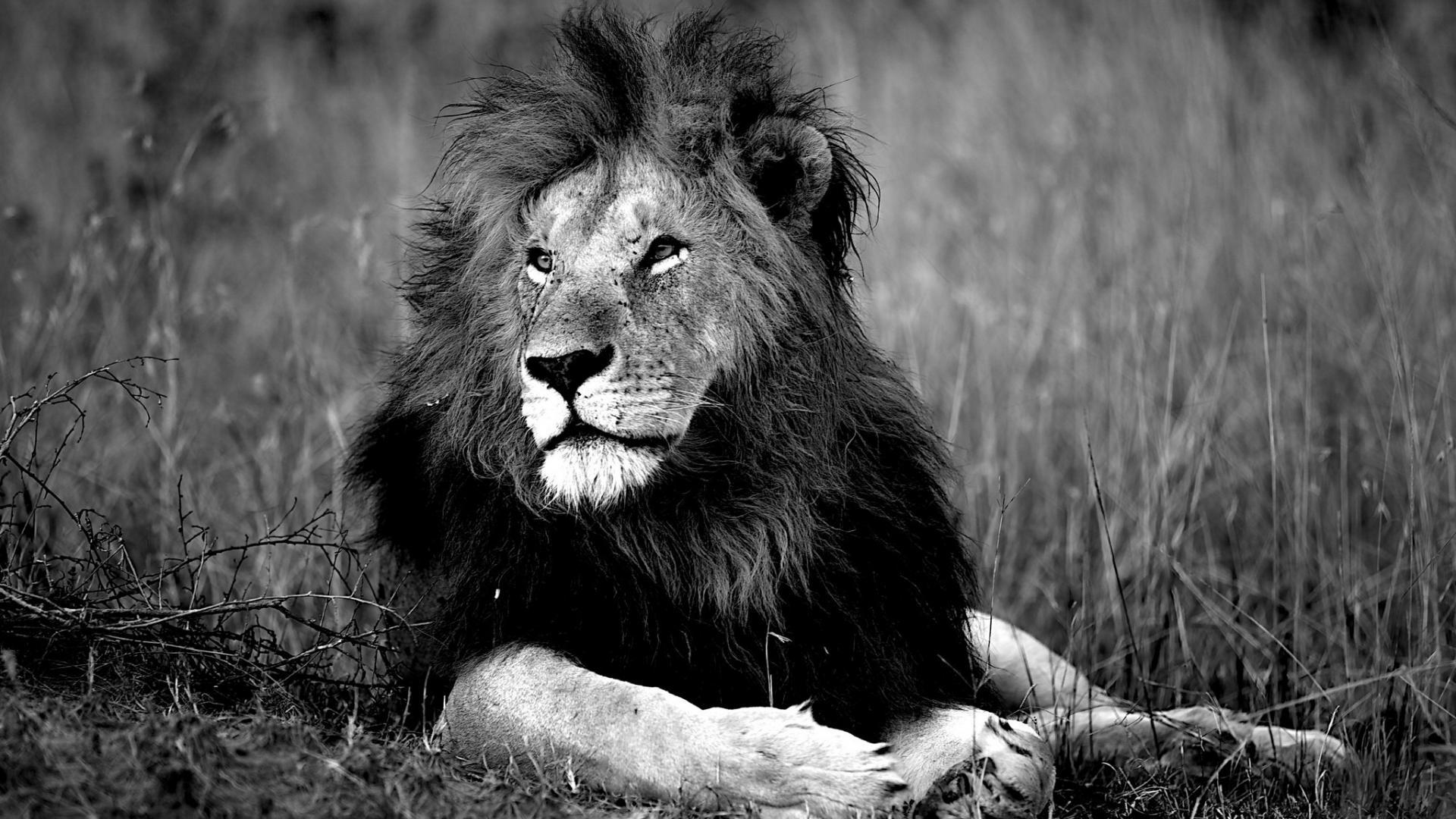 Black And White Lion Wallpapers Wallpaper Cave