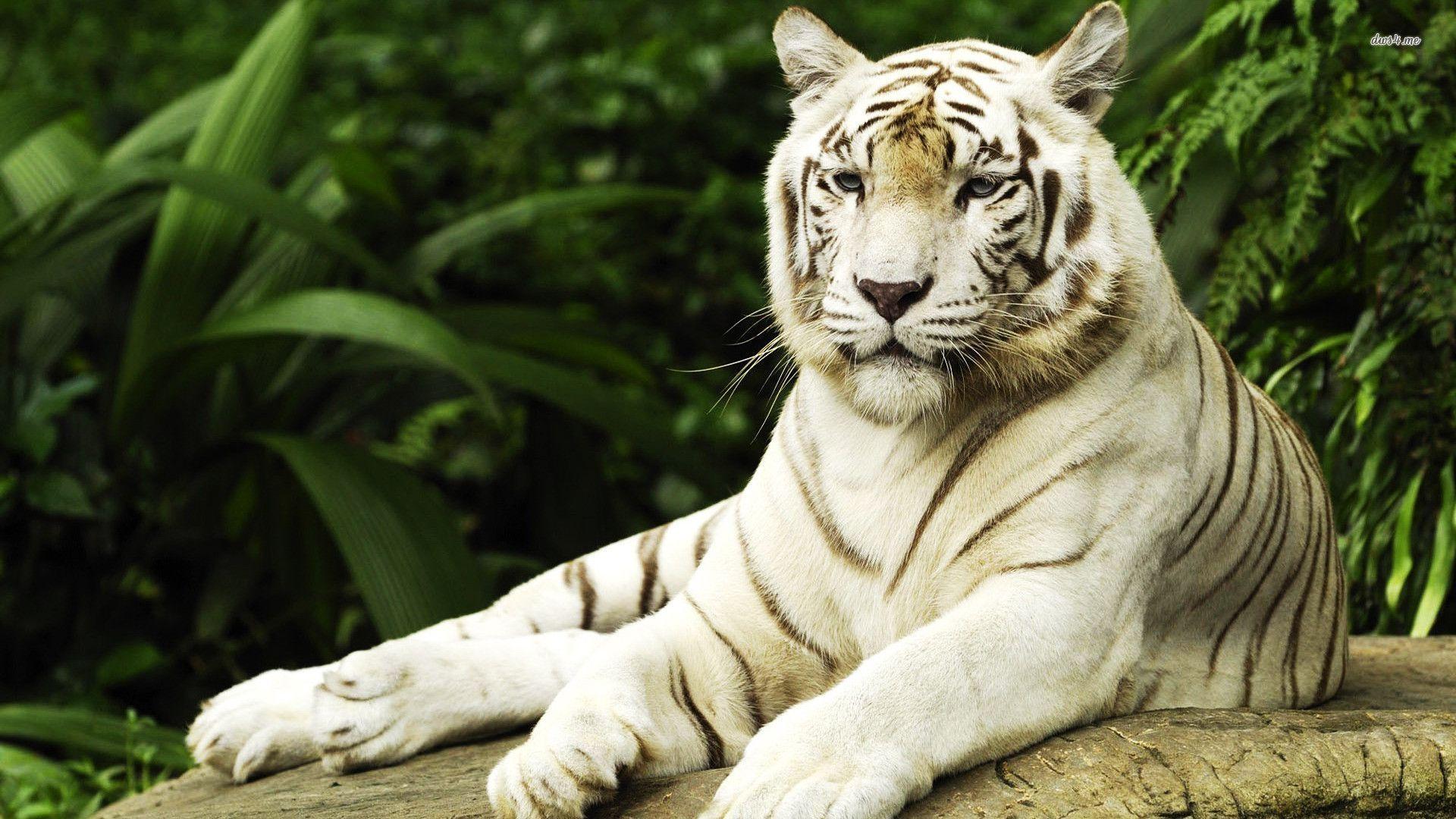 Luxury Animals Tigers White Tiger Bengal 1920x1080 Wallpaper. HD