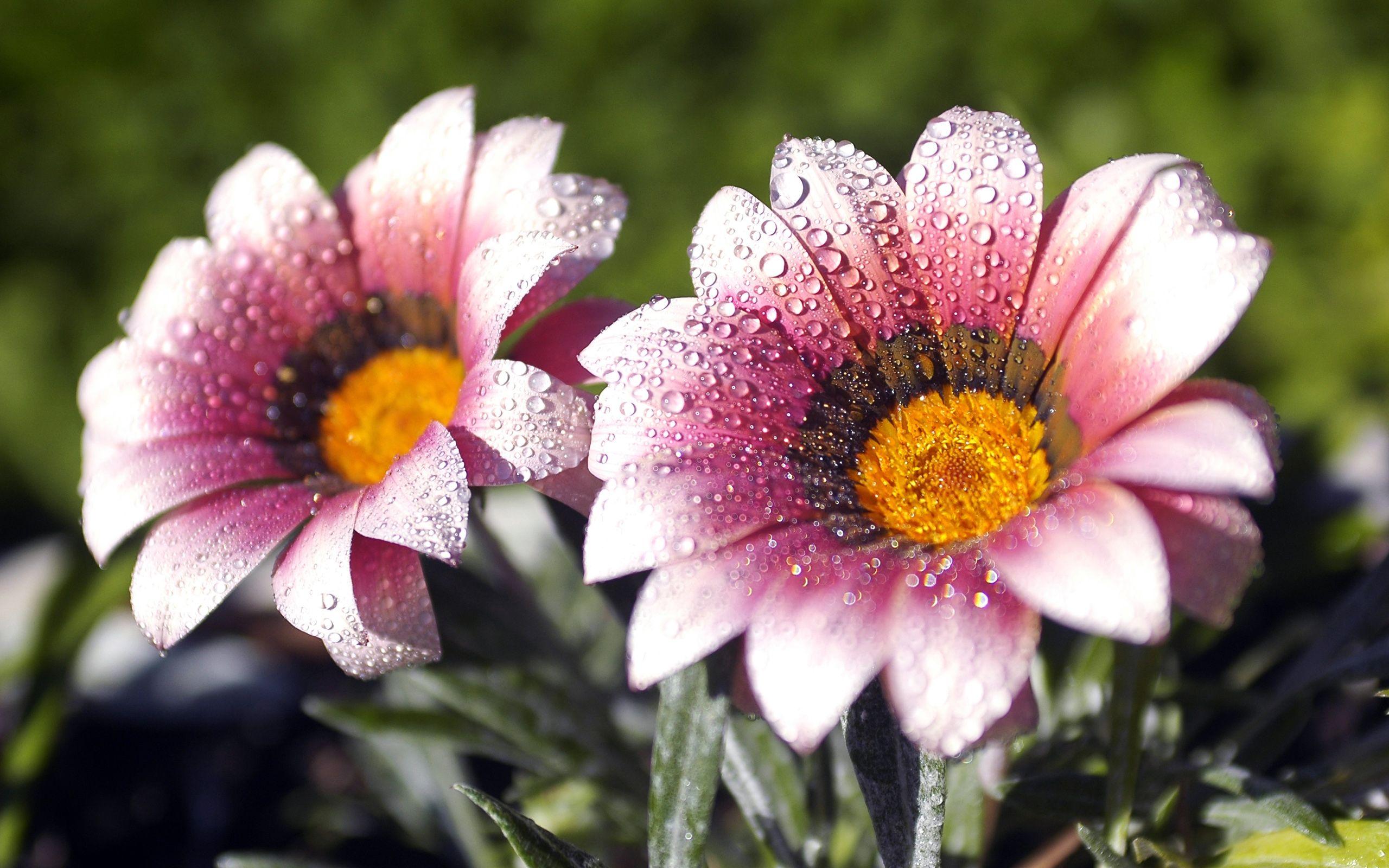 Morning Dew Flowers Wallpaper