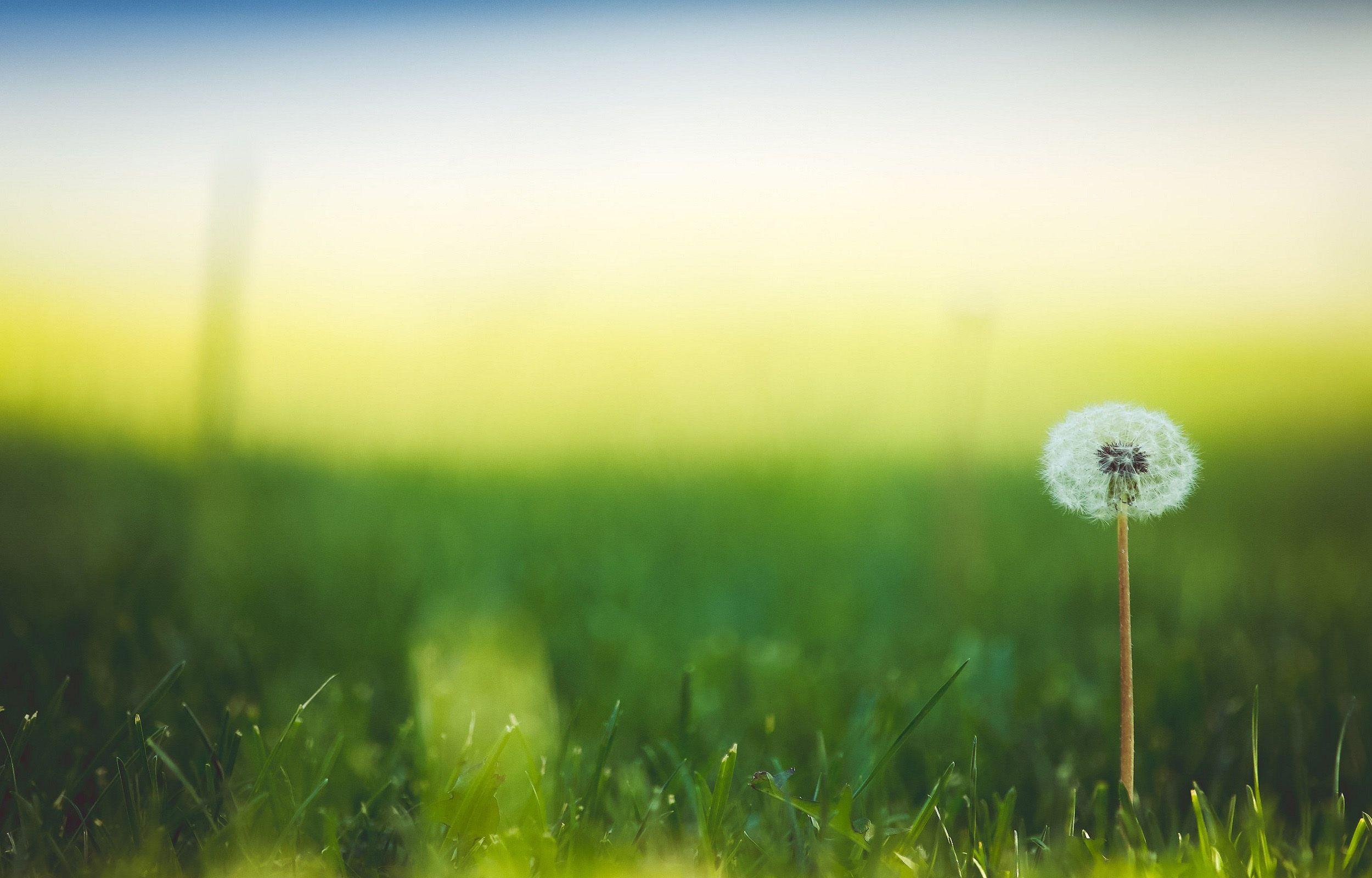 Çiçek Ve Yeşillik. Duvar Kağıtları