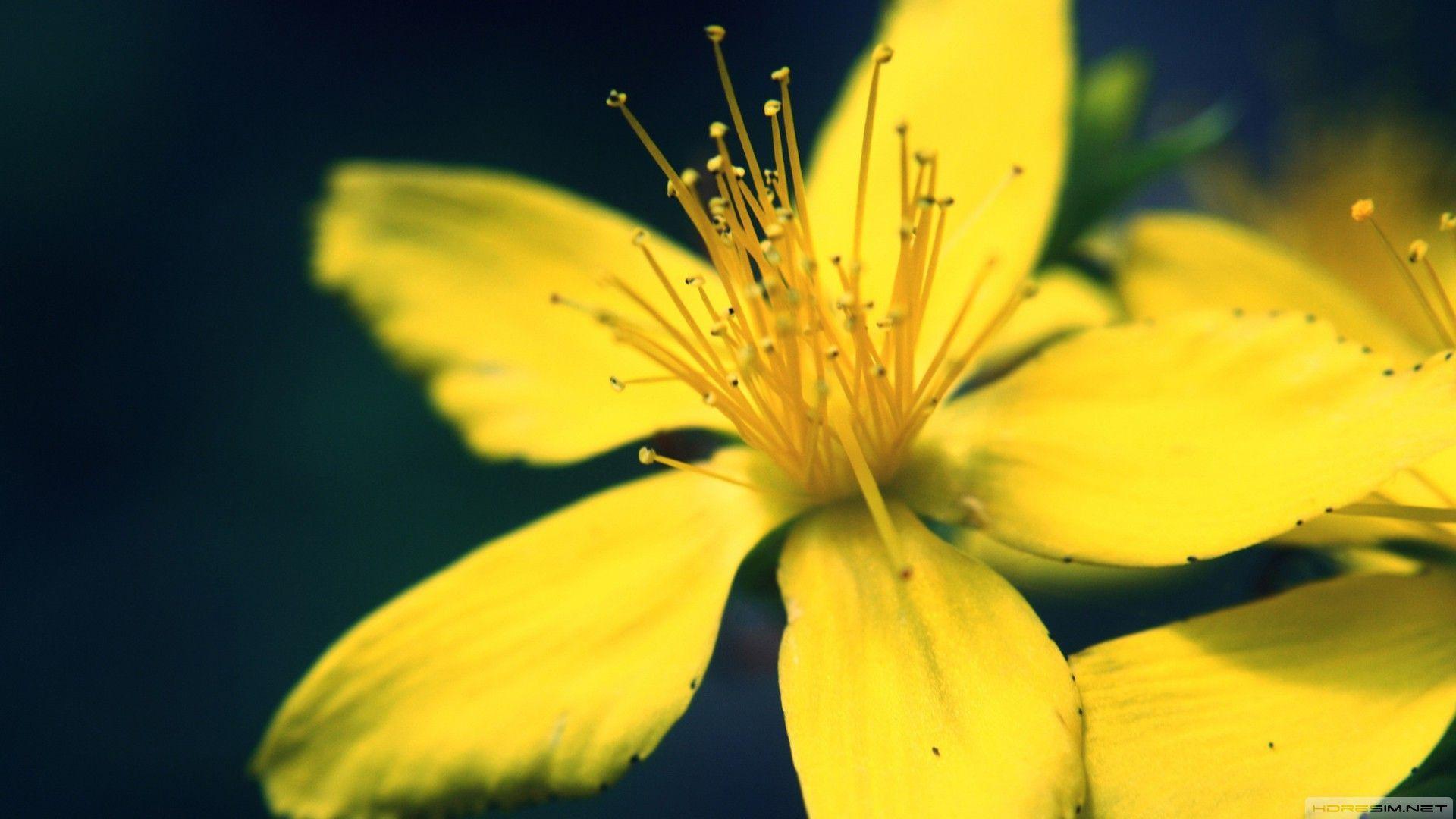 wallpaper #çiçek #flowers #sarı #yellow #macro. Günün Fotoğrafı