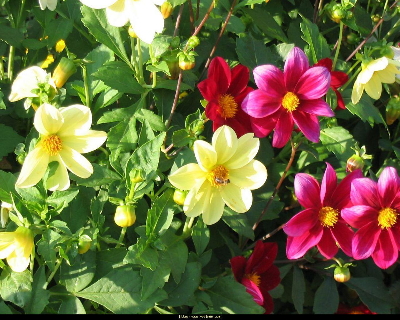 Wallpaper Çiçek Bitki Duvar Kağıdı Resimleri, Wallpaper Çiçek Bitki