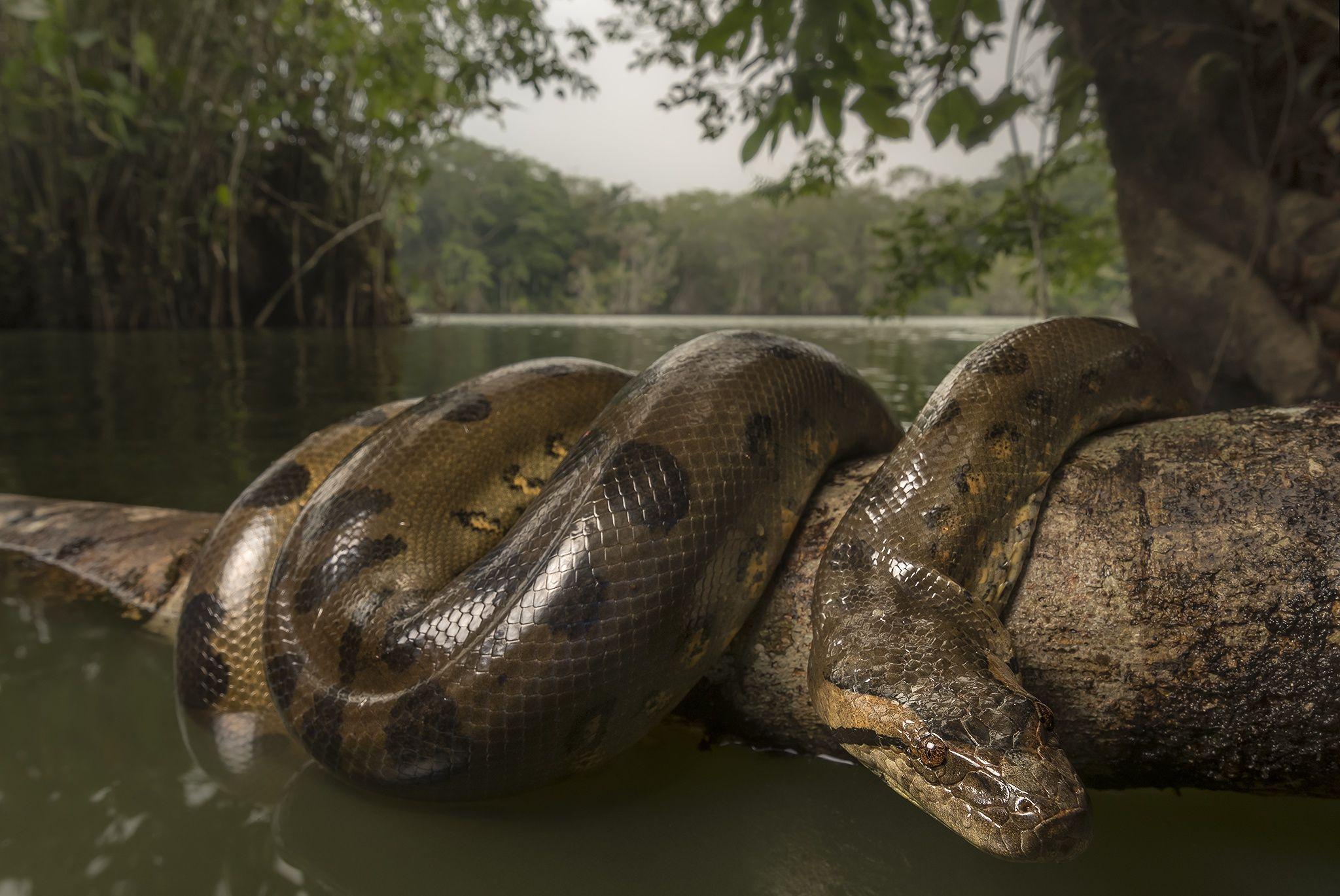 Anaconda HD Wallpaper and Background Image