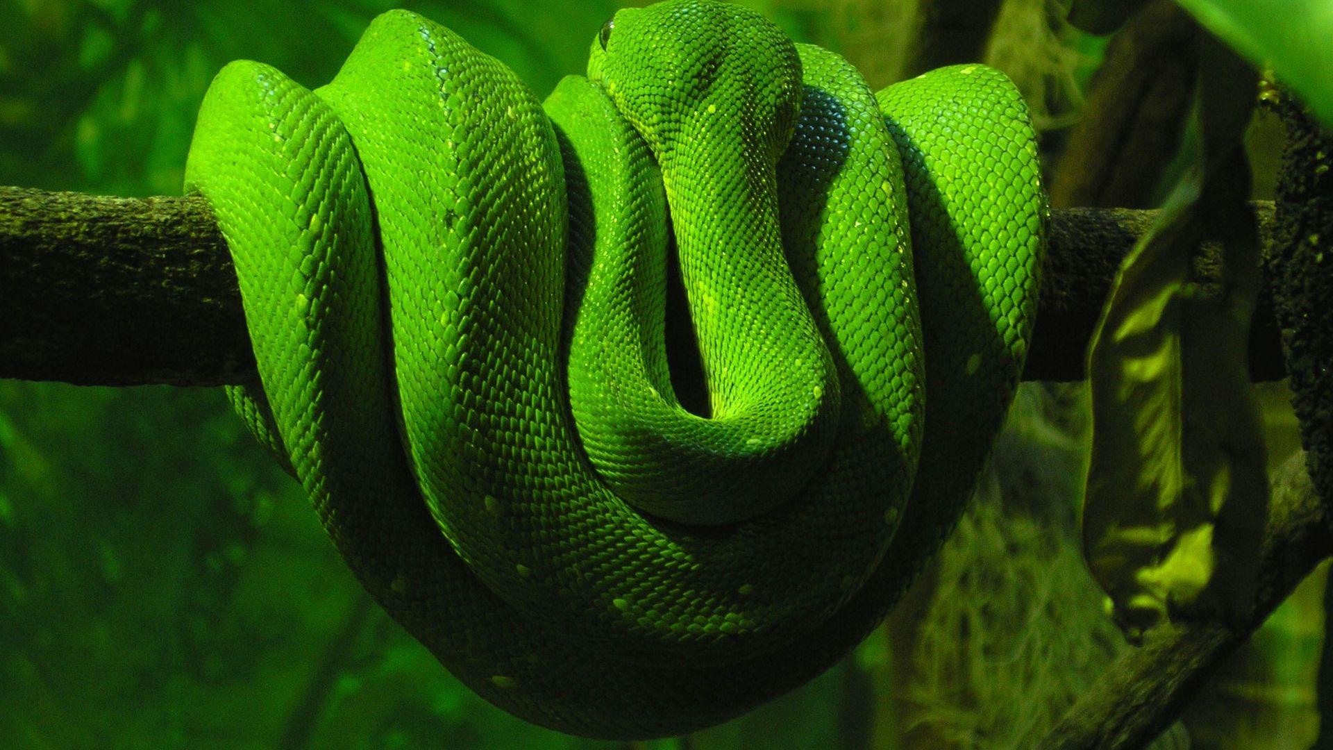Amazing Green Anaconda HD Wallpaper
