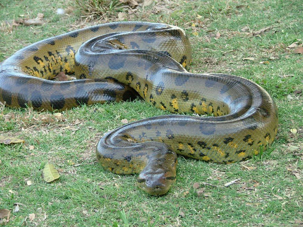 the Great Anaconda Snake Wallpaper pics image photo picture 5